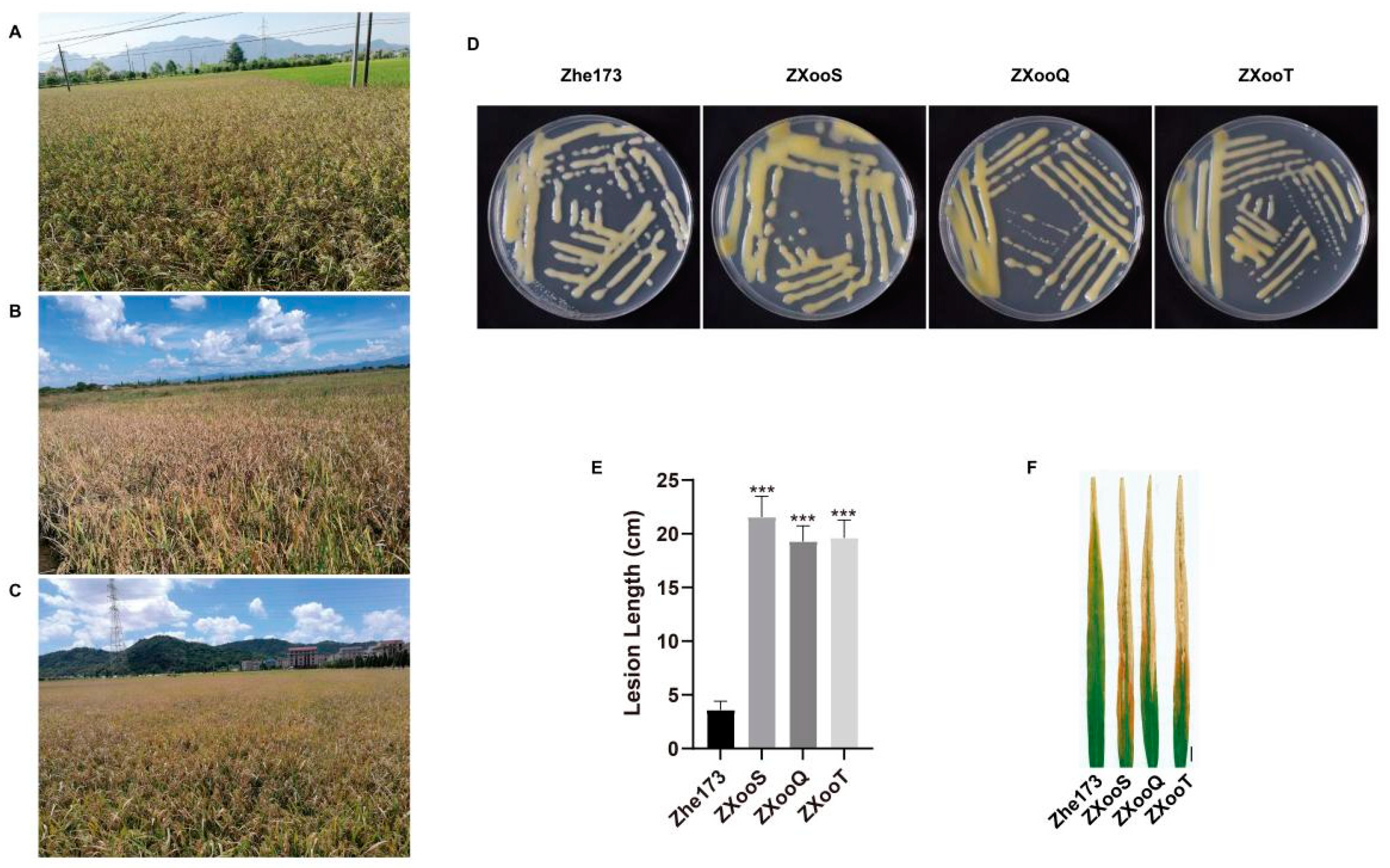 Pathogens 13 01083 g001