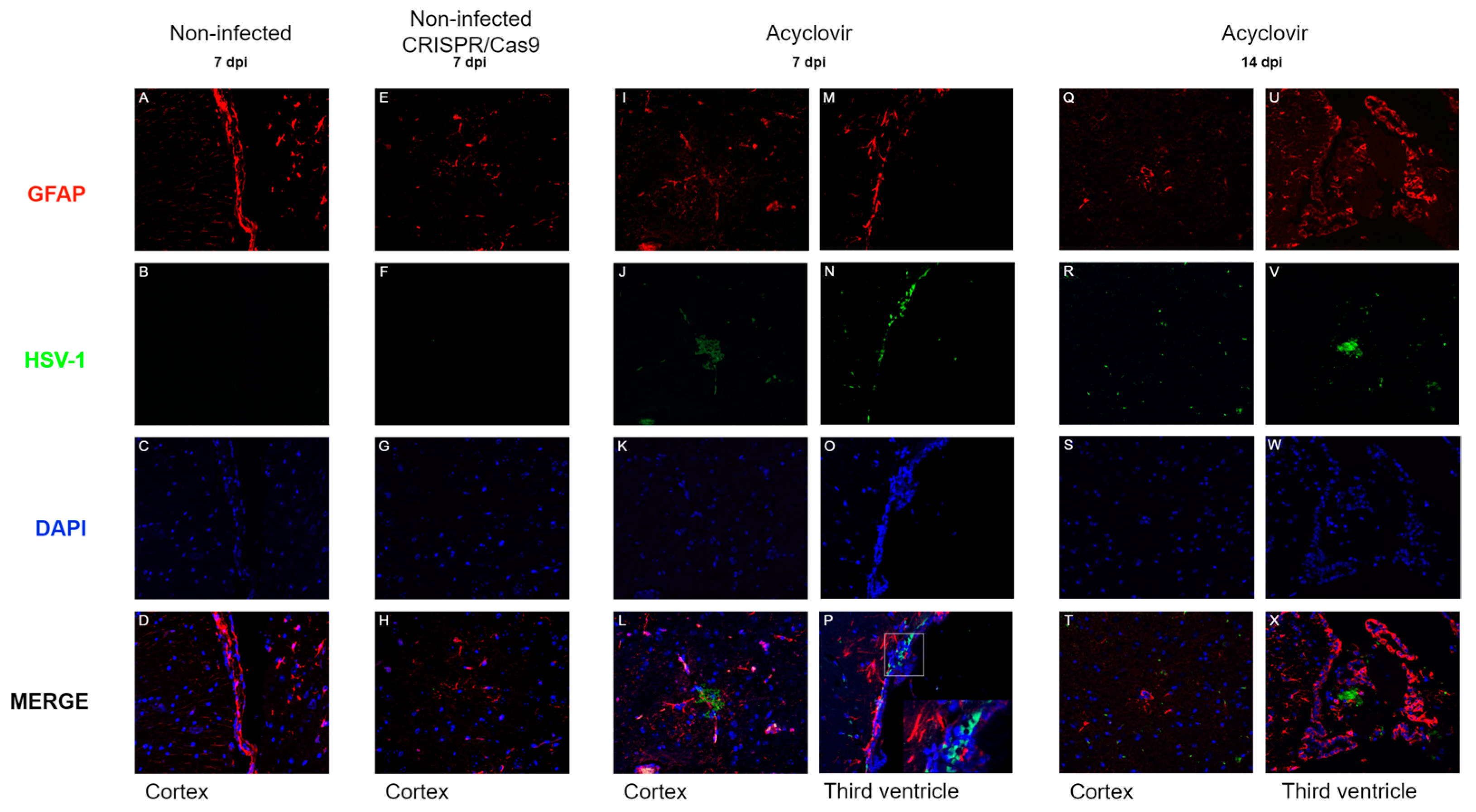 Pathogens 13 01087 g005 Pathogens 13 01087 g005