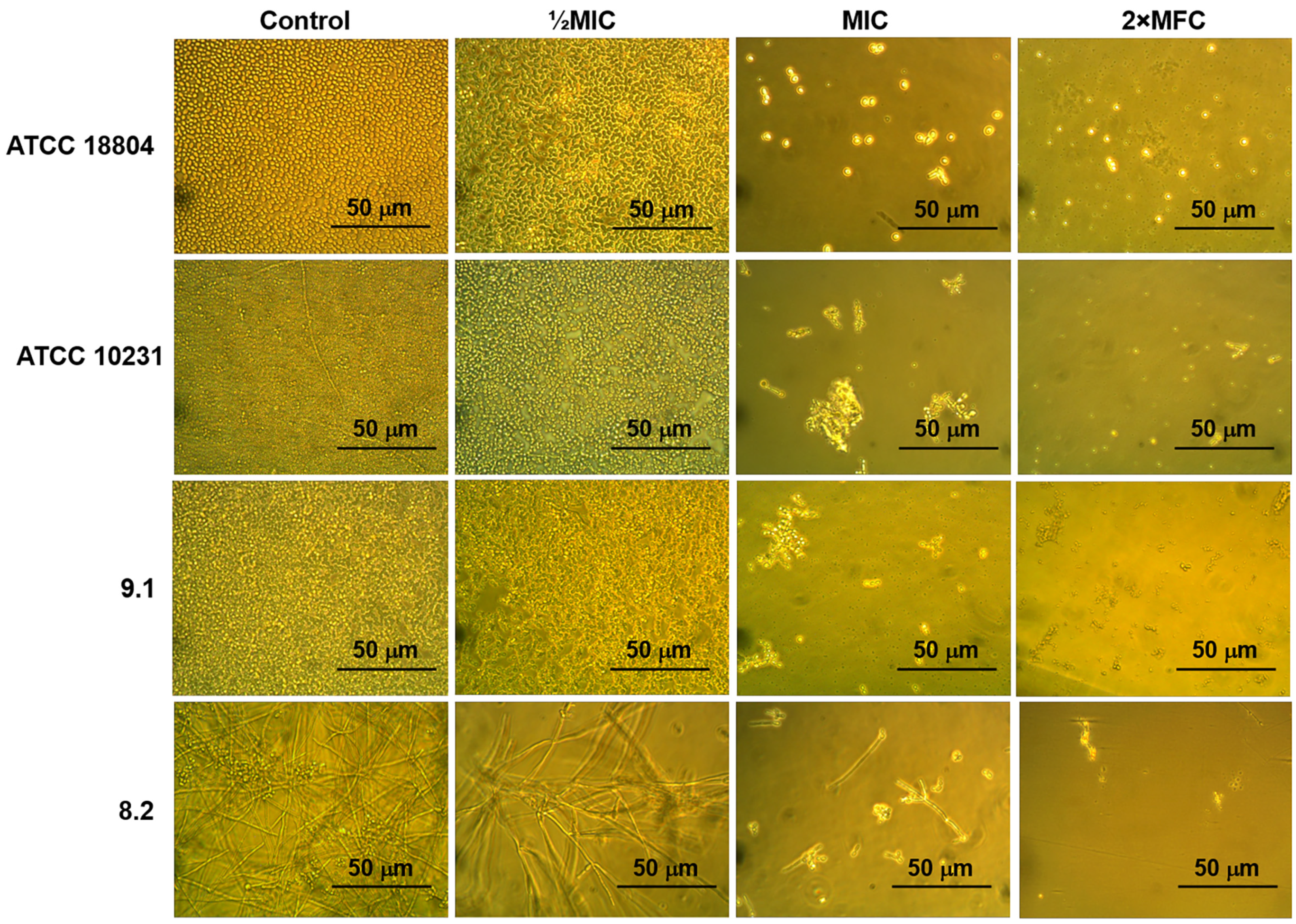 Pathogens 13 01092 g003