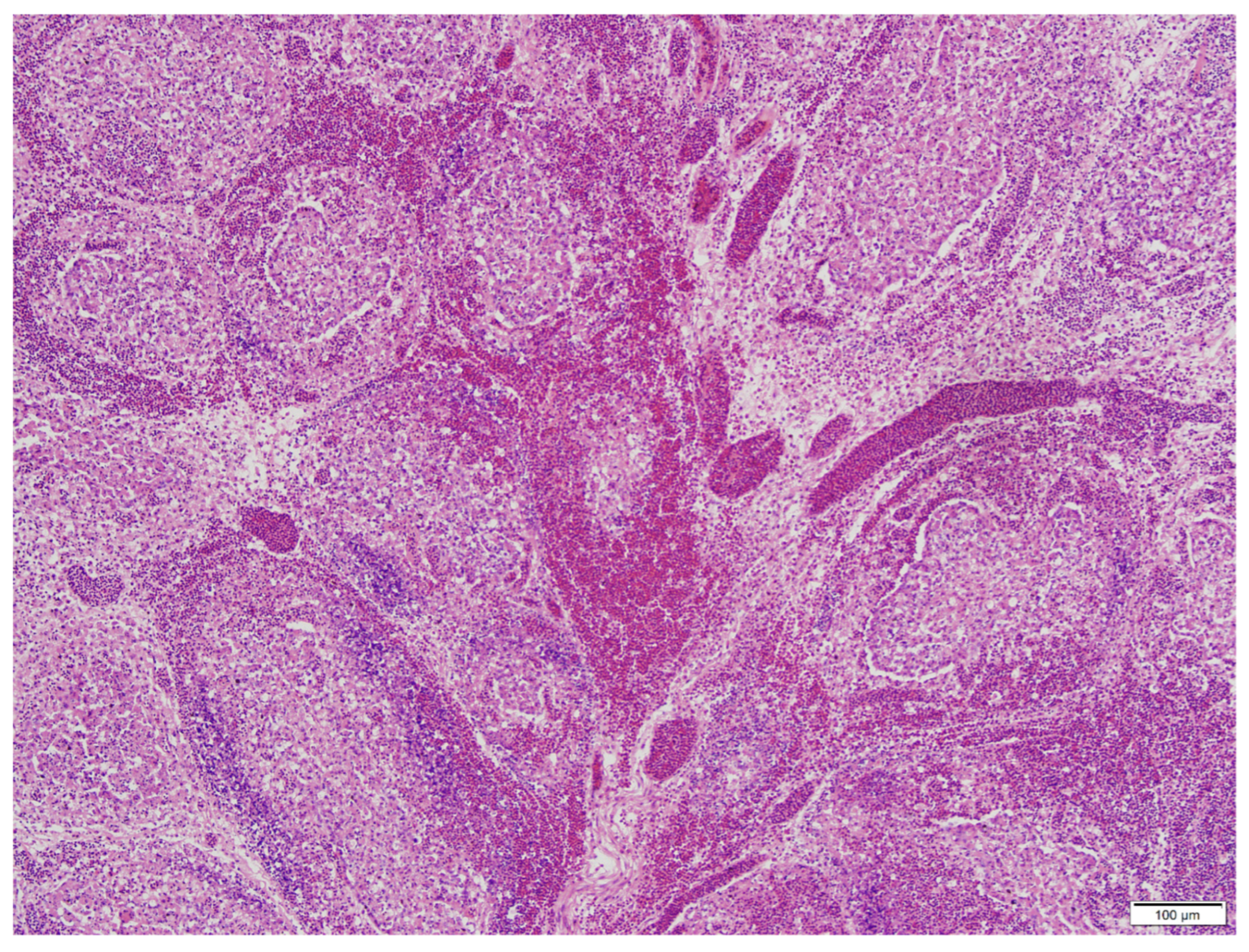 Pathogens 13 01115 g002