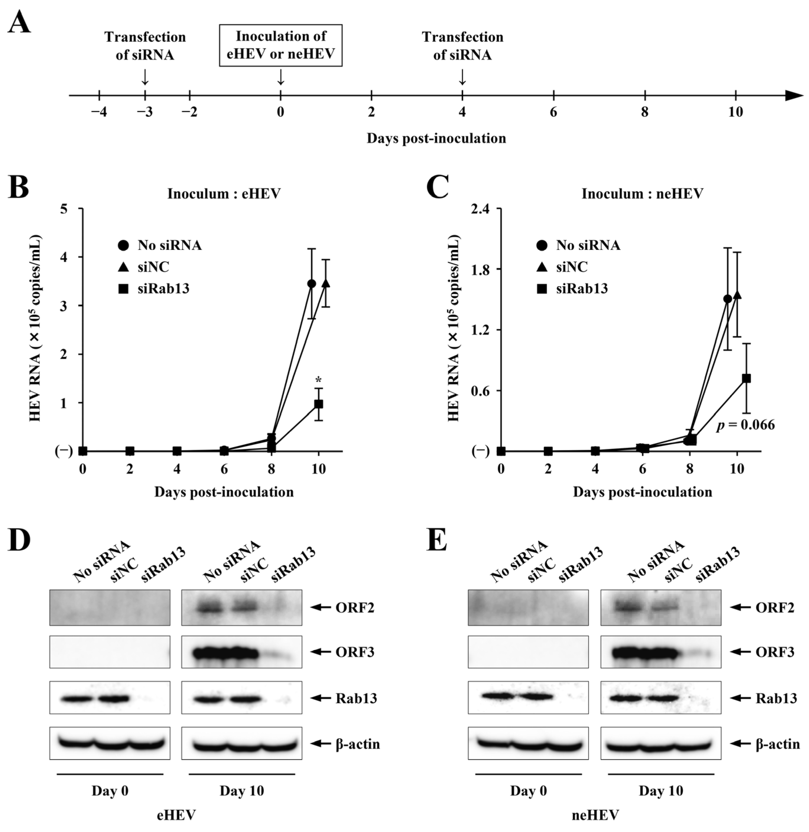Pathogens 13 01130 g001