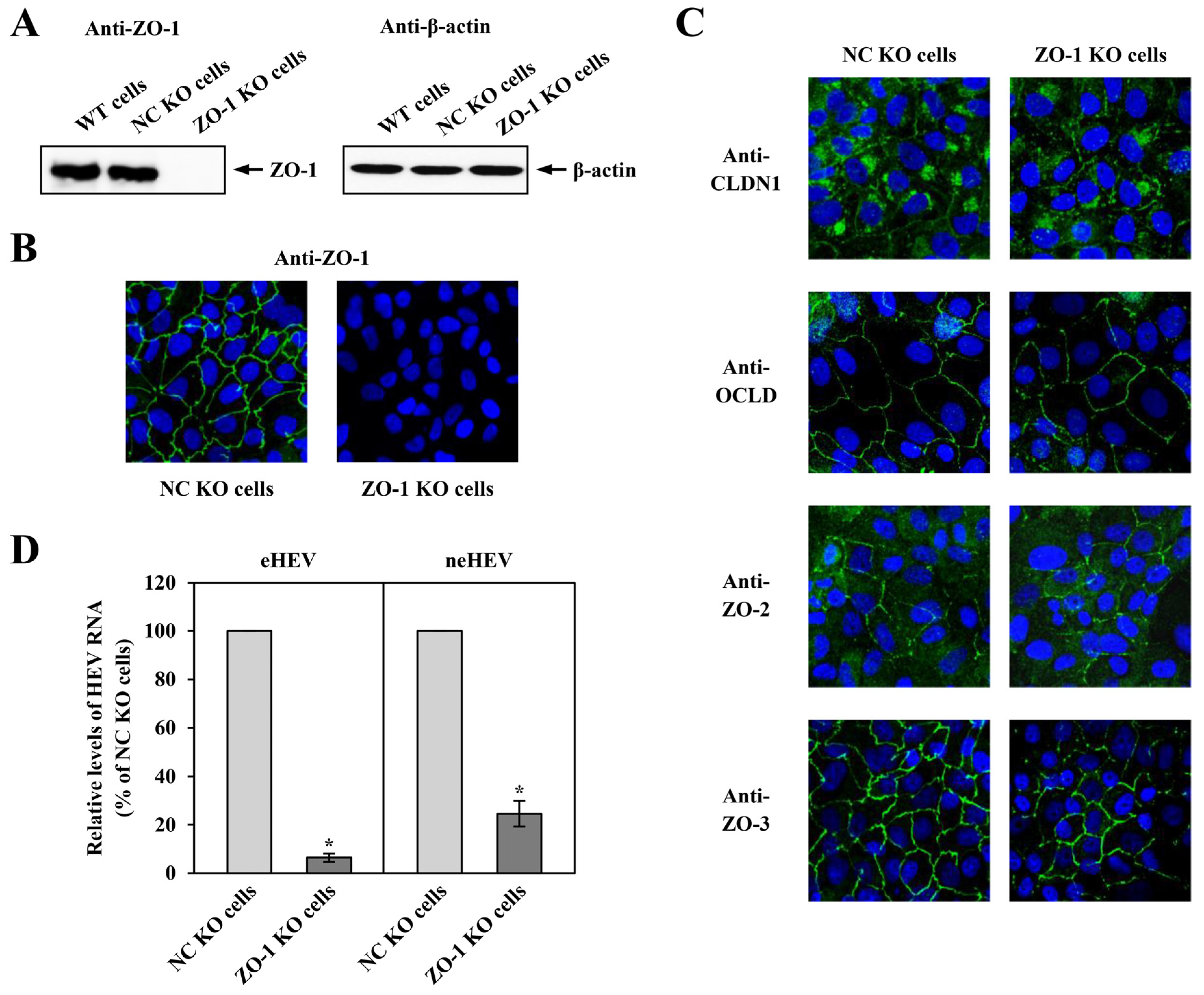 Pathogens 13 01130 g007