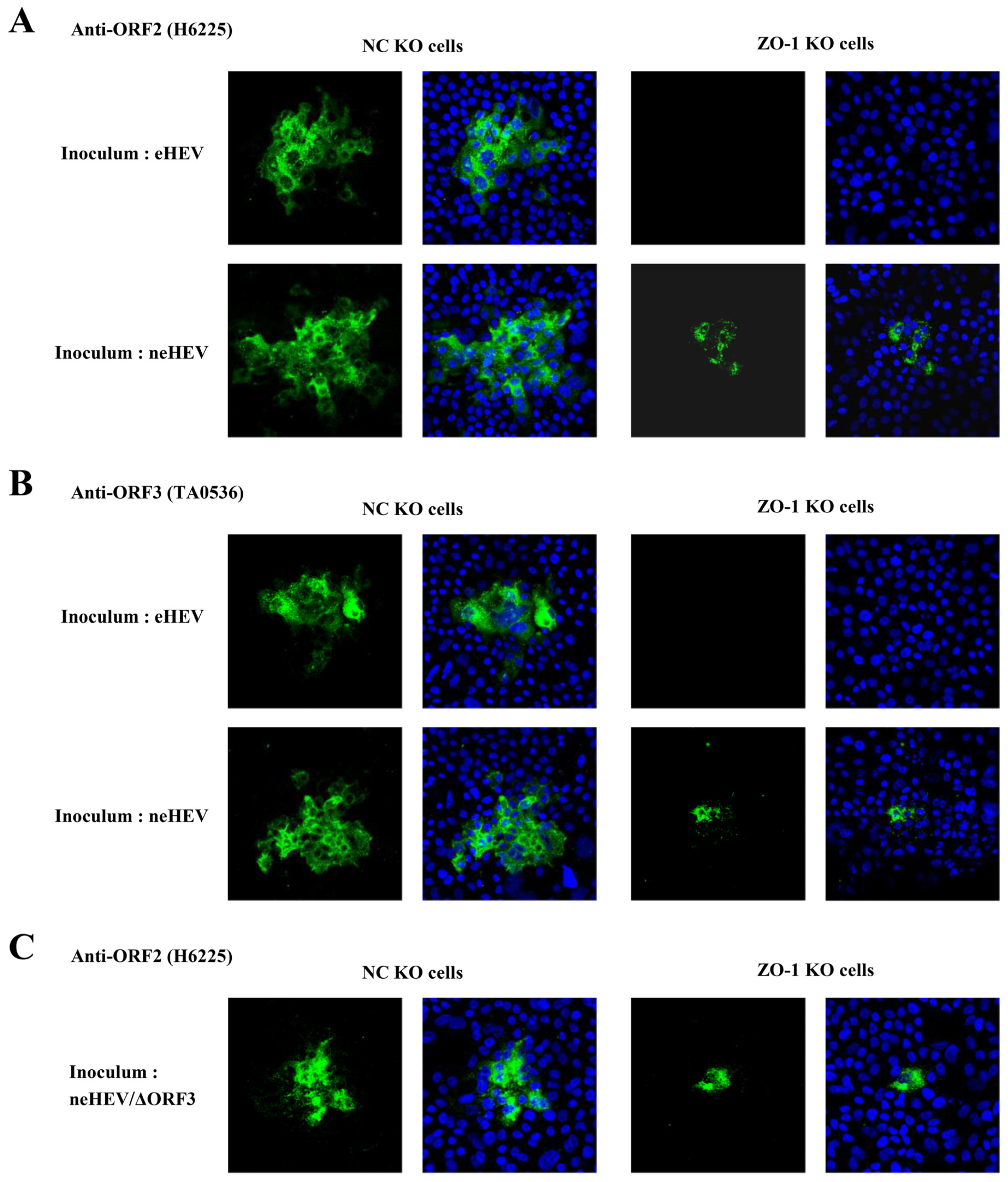 Pathogens 13 01130 g009