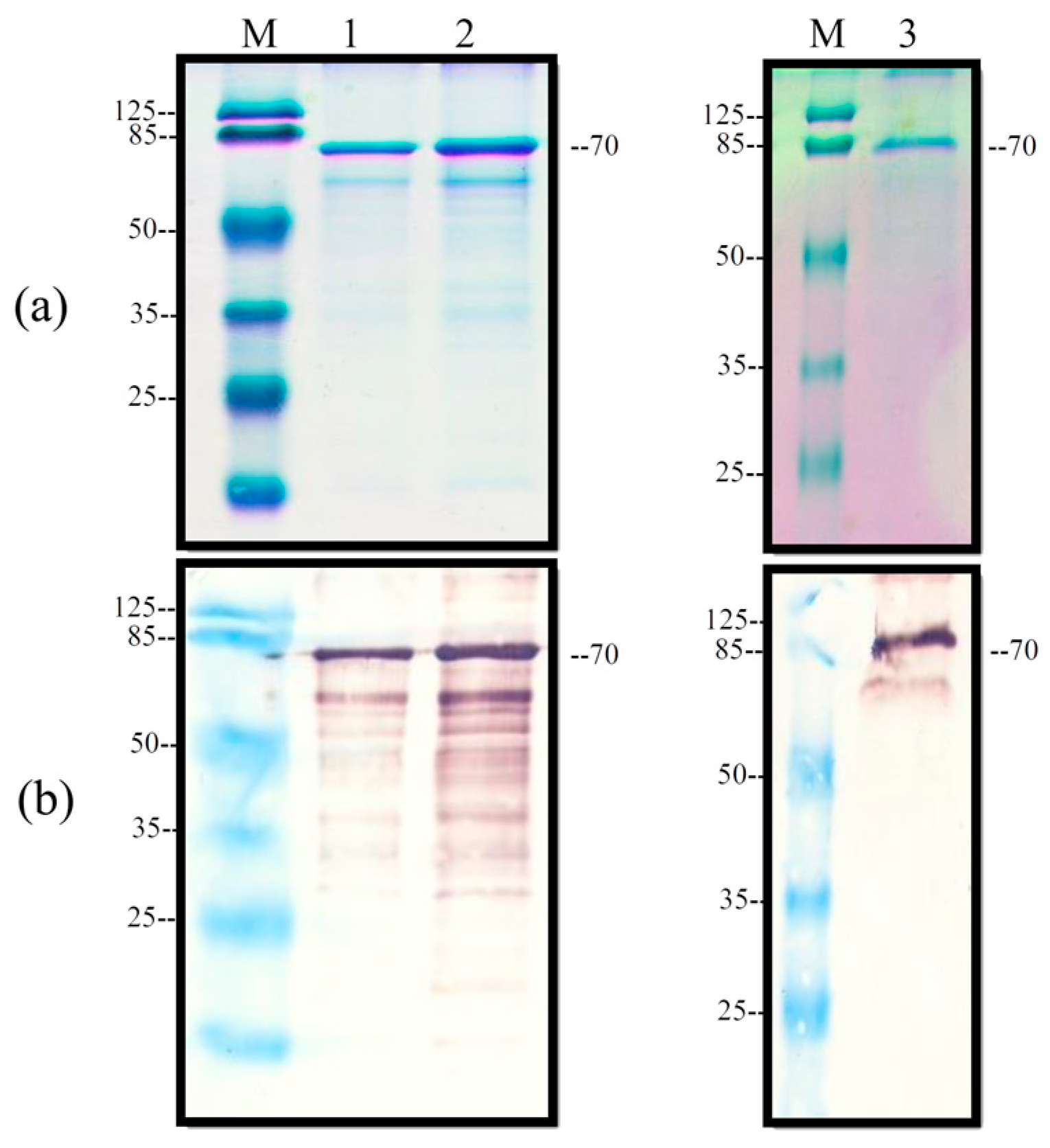 Pathogens 13 01135 g002 Pathogens 13 01135 g002