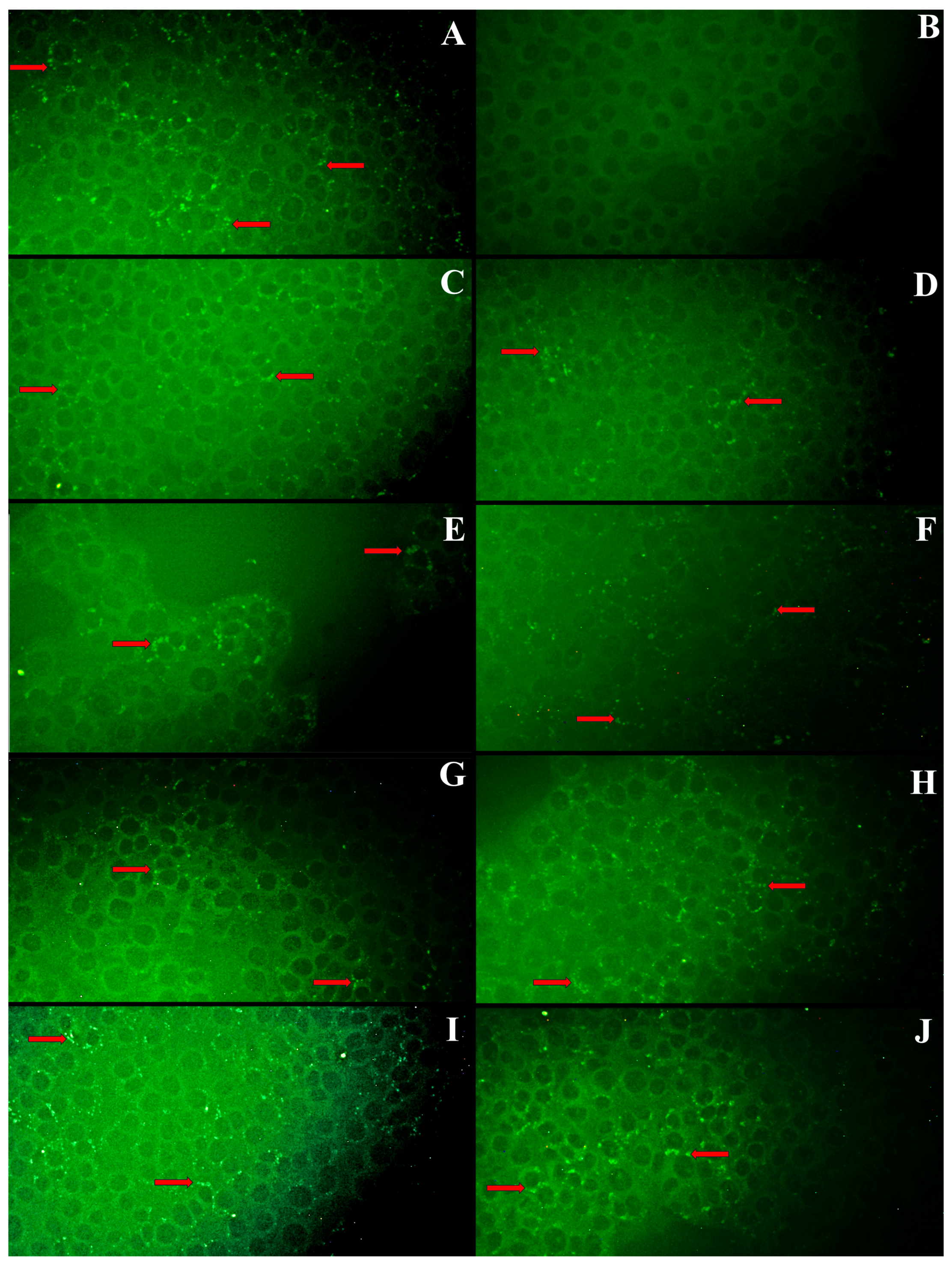 Pathogens 13 01135 g006 Pathogens 13 01135 g006