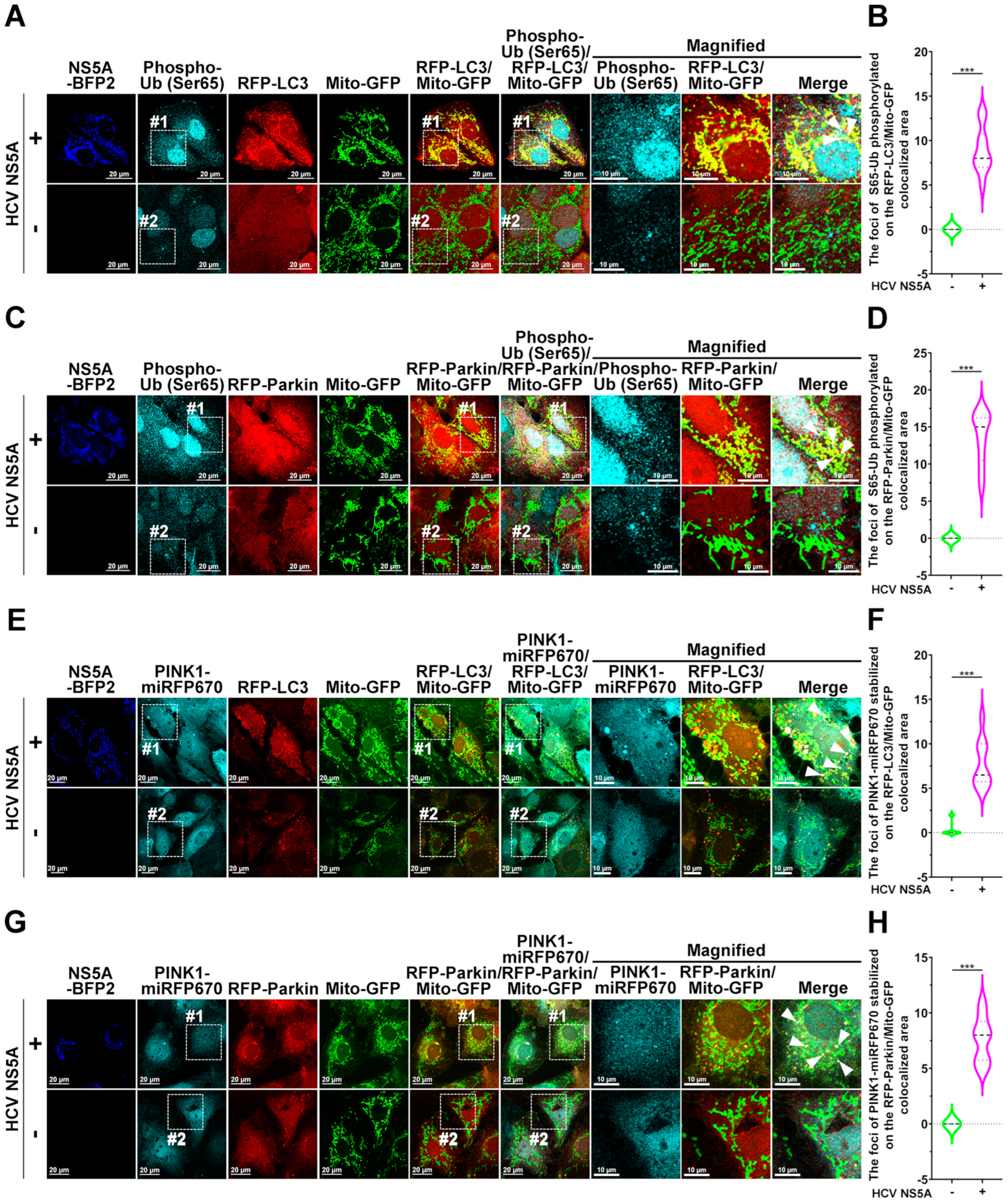 Pathogens 13 01139 g005