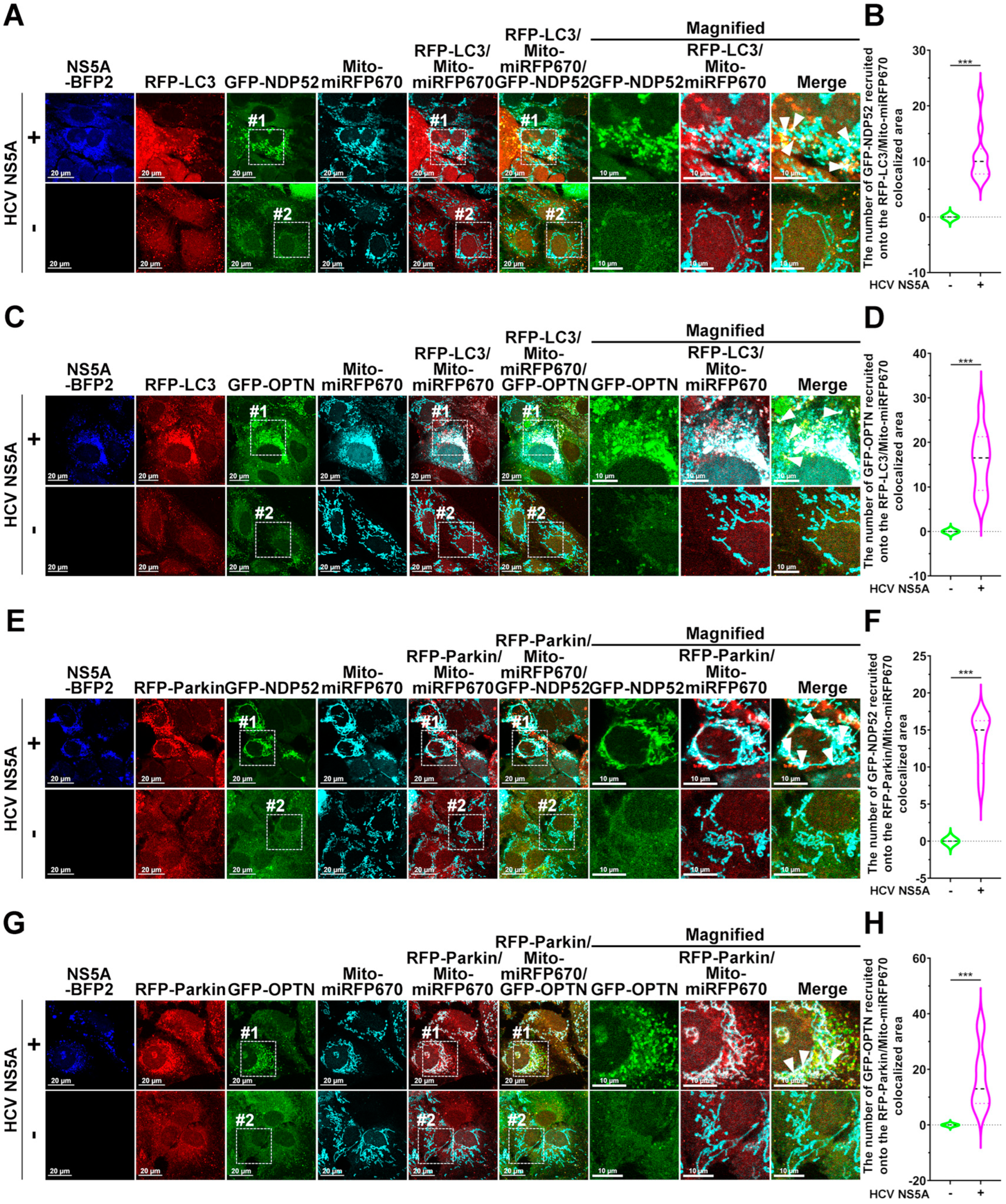 Pathogens 13 01139 g006