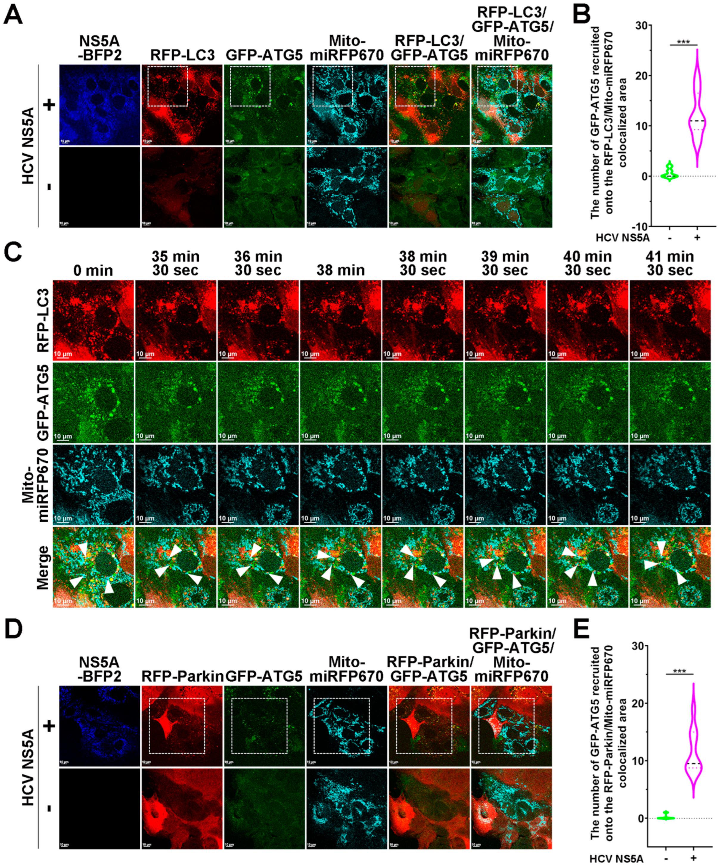 Pathogens 13 01139 g007a