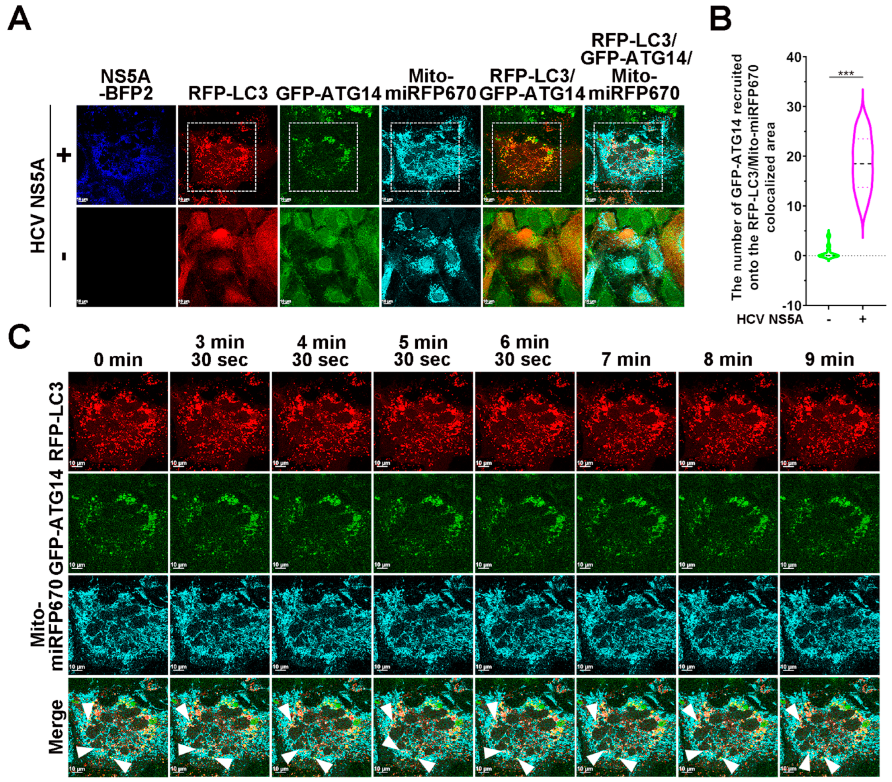Pathogens 13 01139 g009a