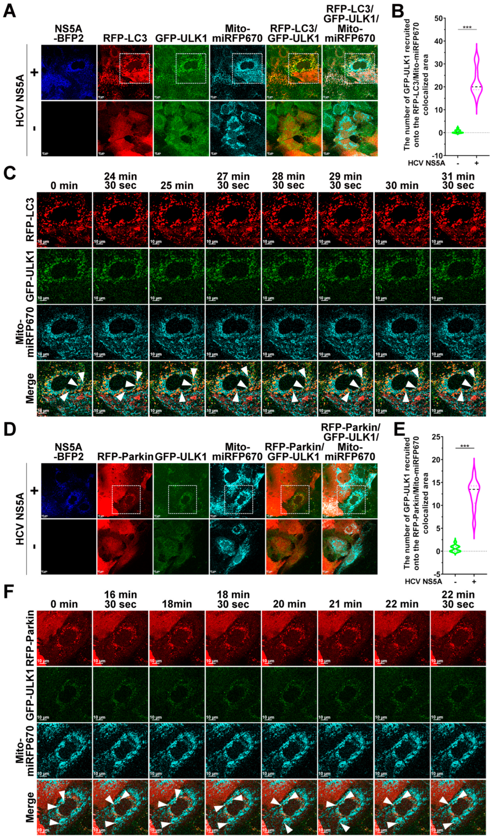 Pathogens 13 01139 g010