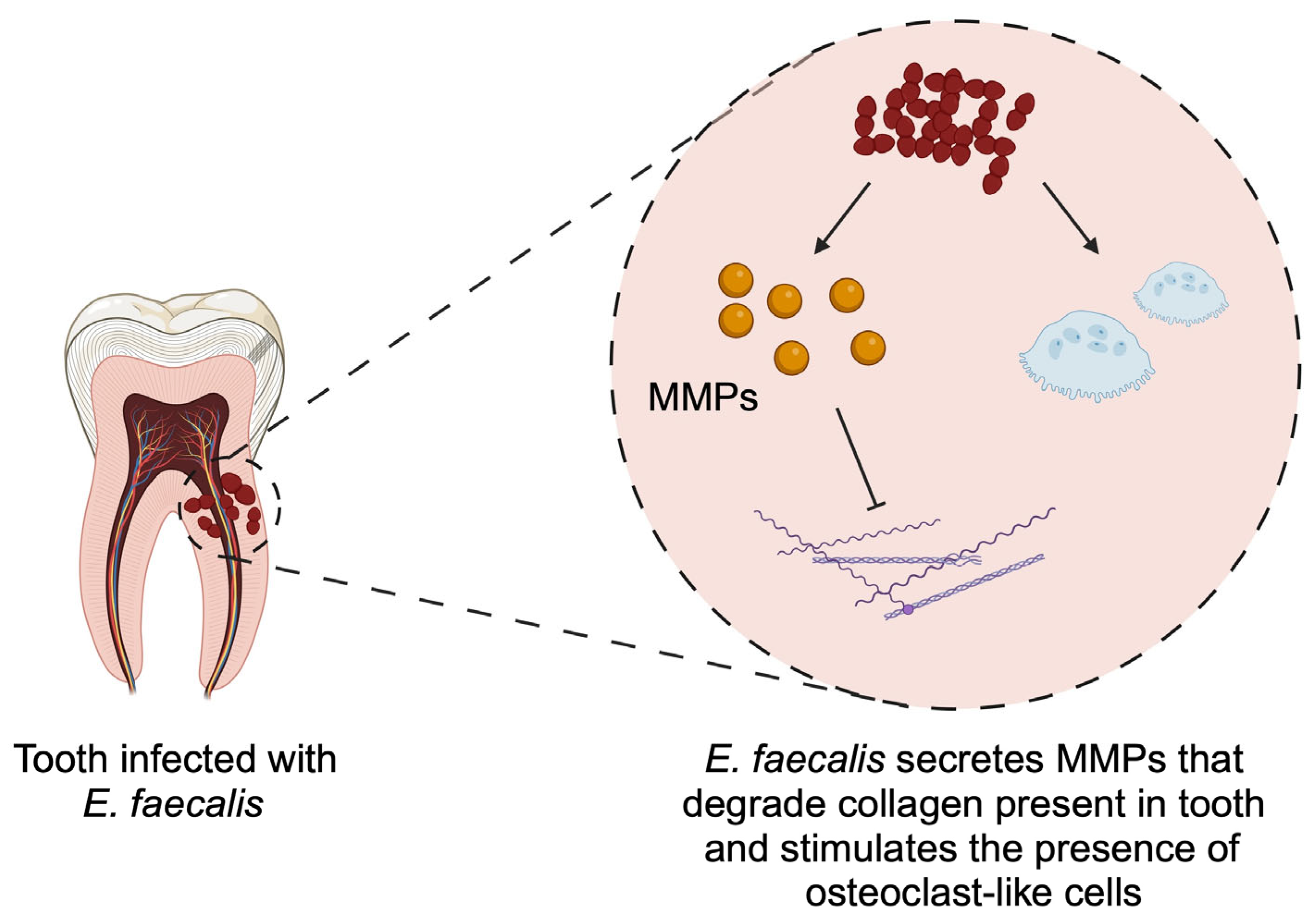 Pathogens 14 00012 g001
