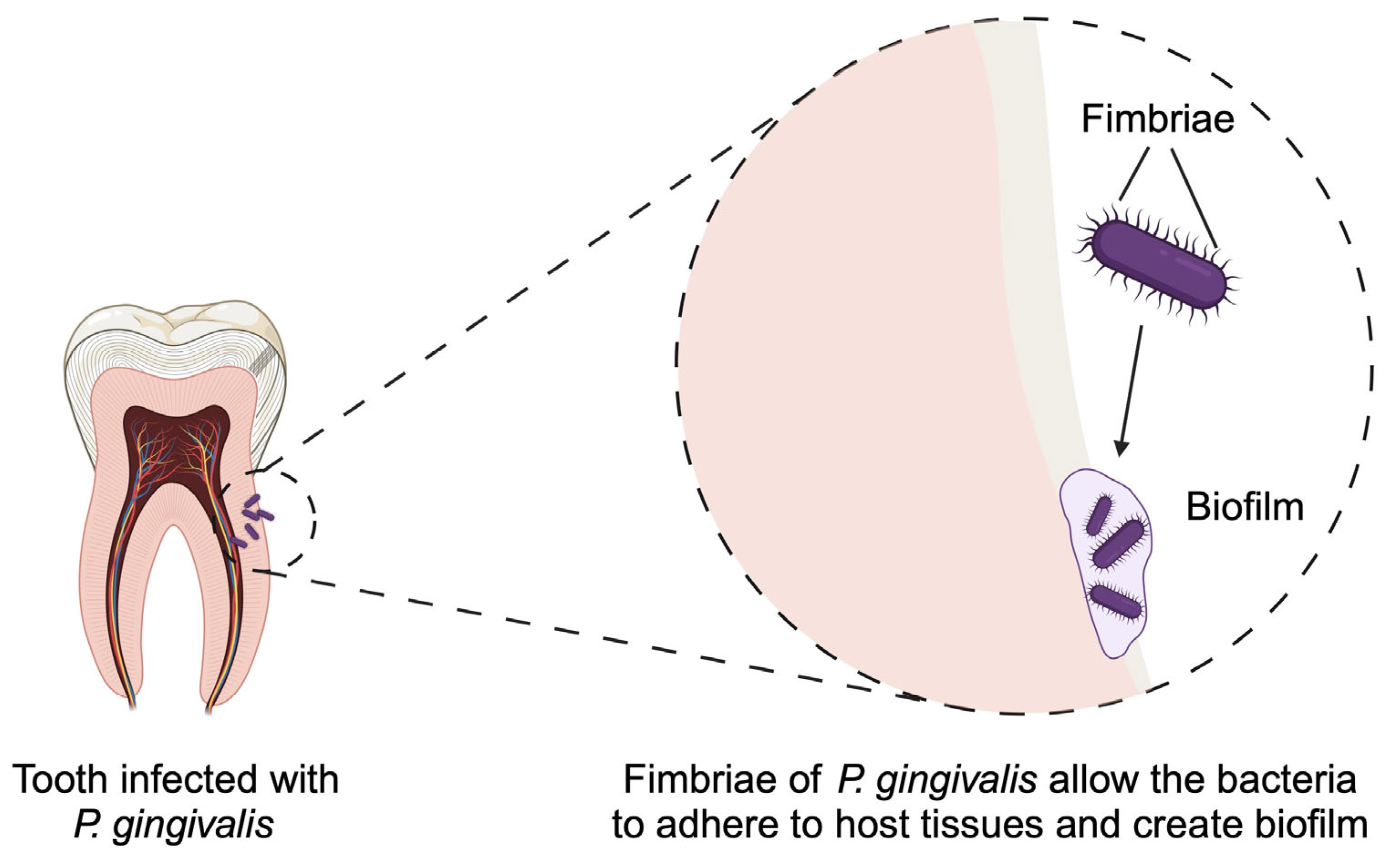 Pathogens 14 00012 g002