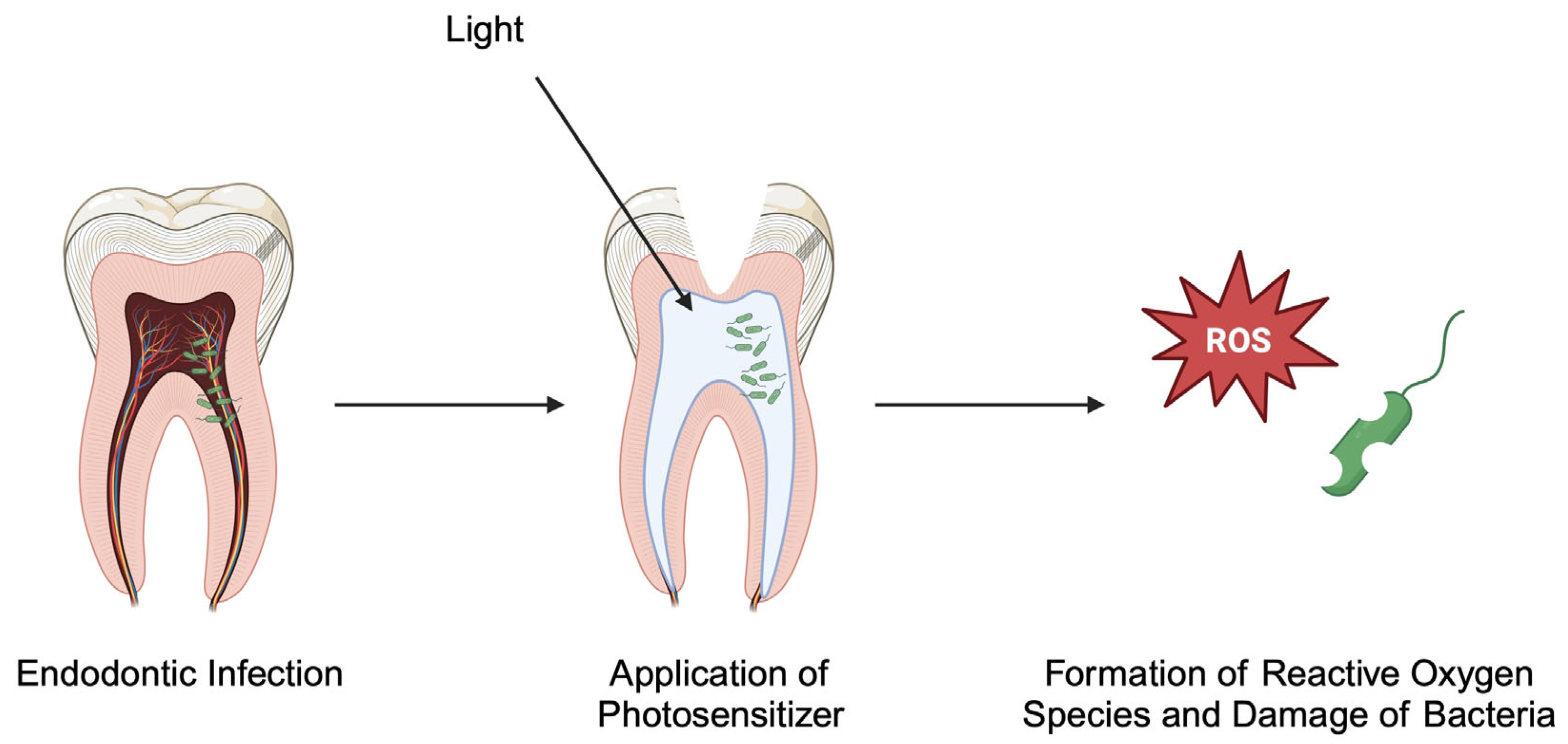 Pathogens 14 00012 g003