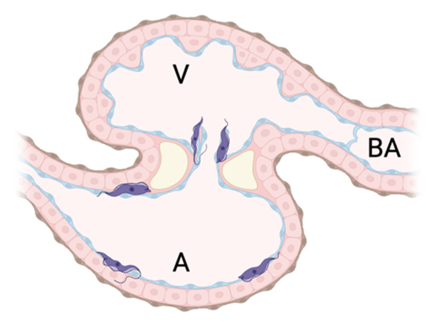 Pathogens 14 00025 g004