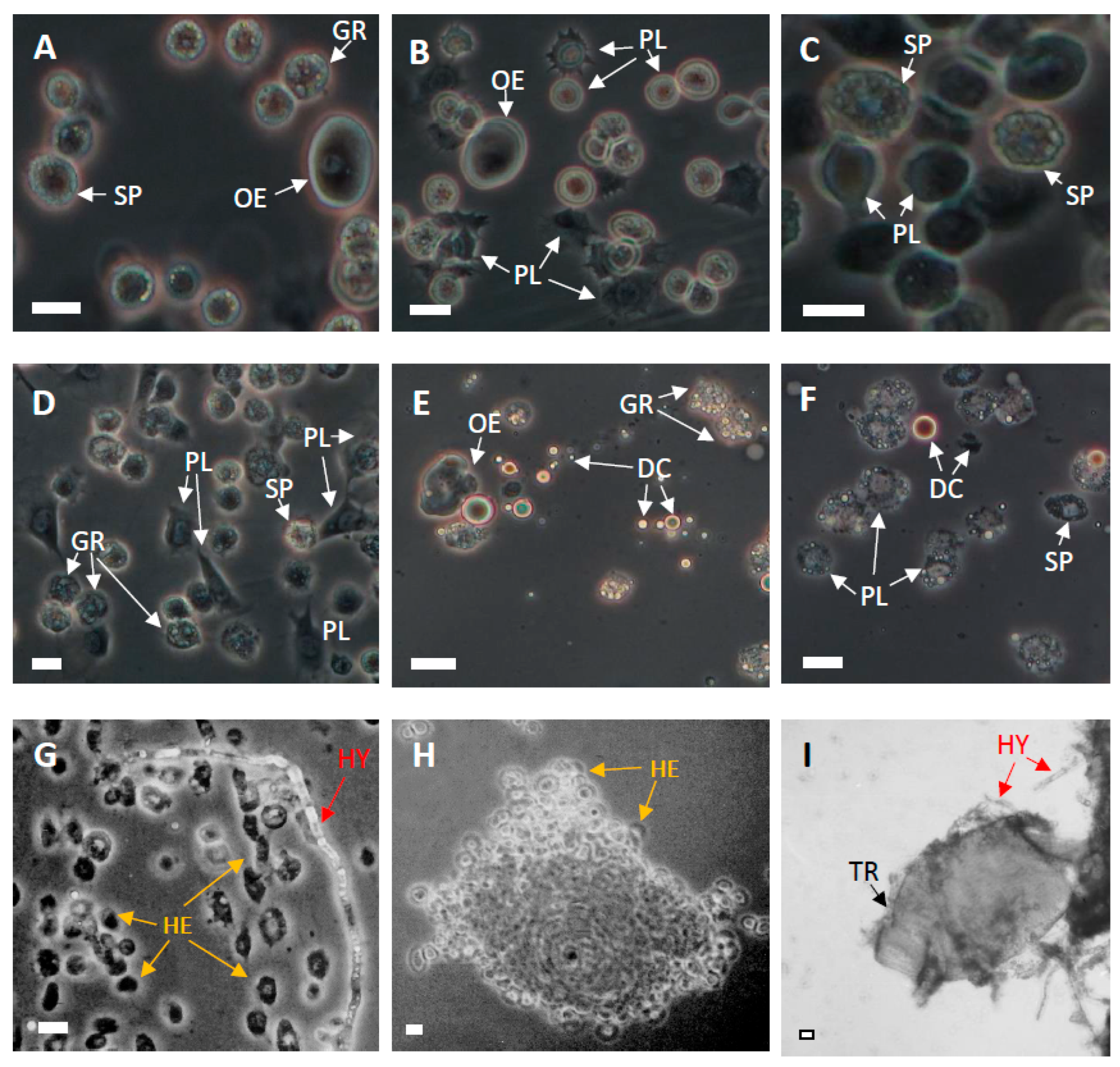 Pathogens 14 00038 g003
