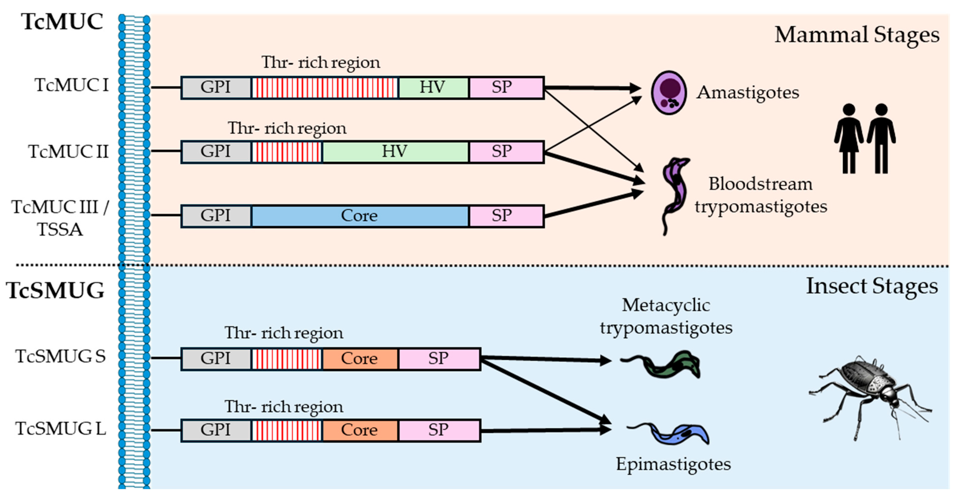 Pathogens 14 00061 g005 Pathogens 14 00061 g005