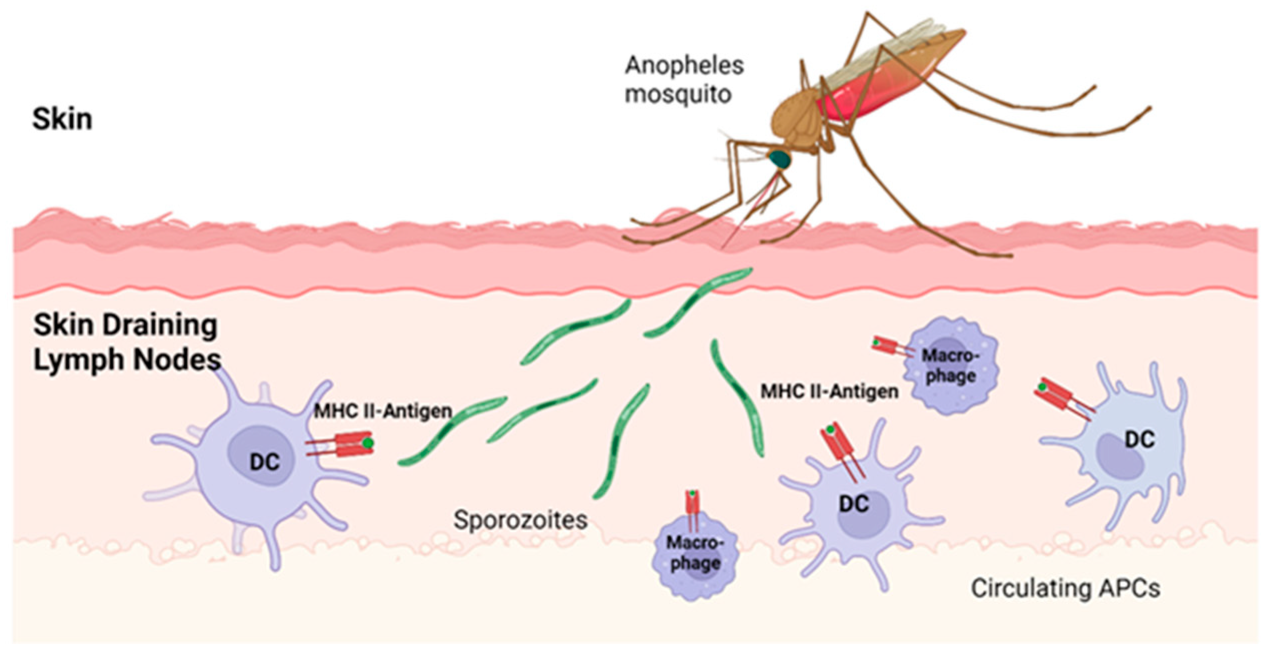 Pathogens 14 00071 g003