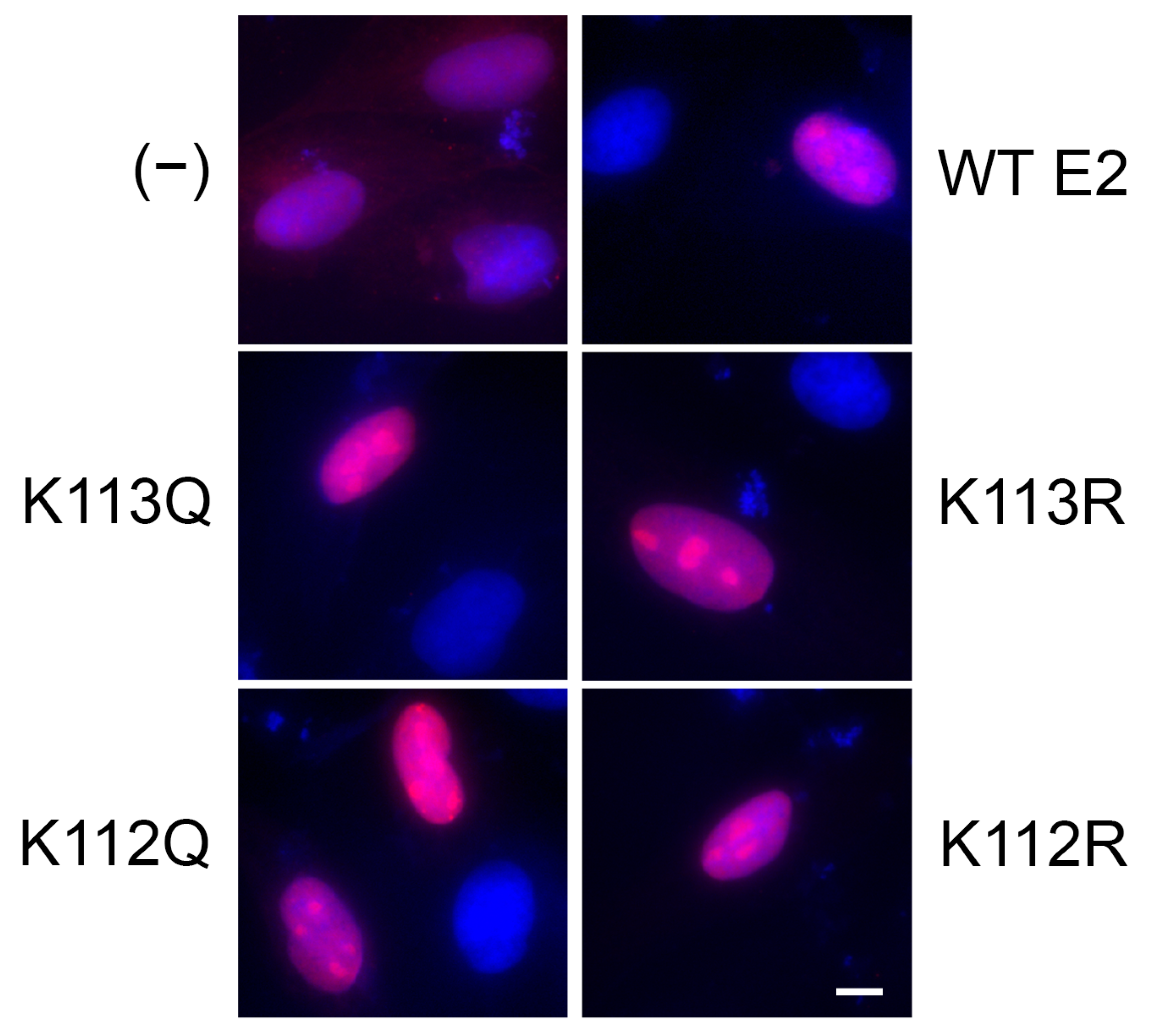 Pathogens 14 00084 g005