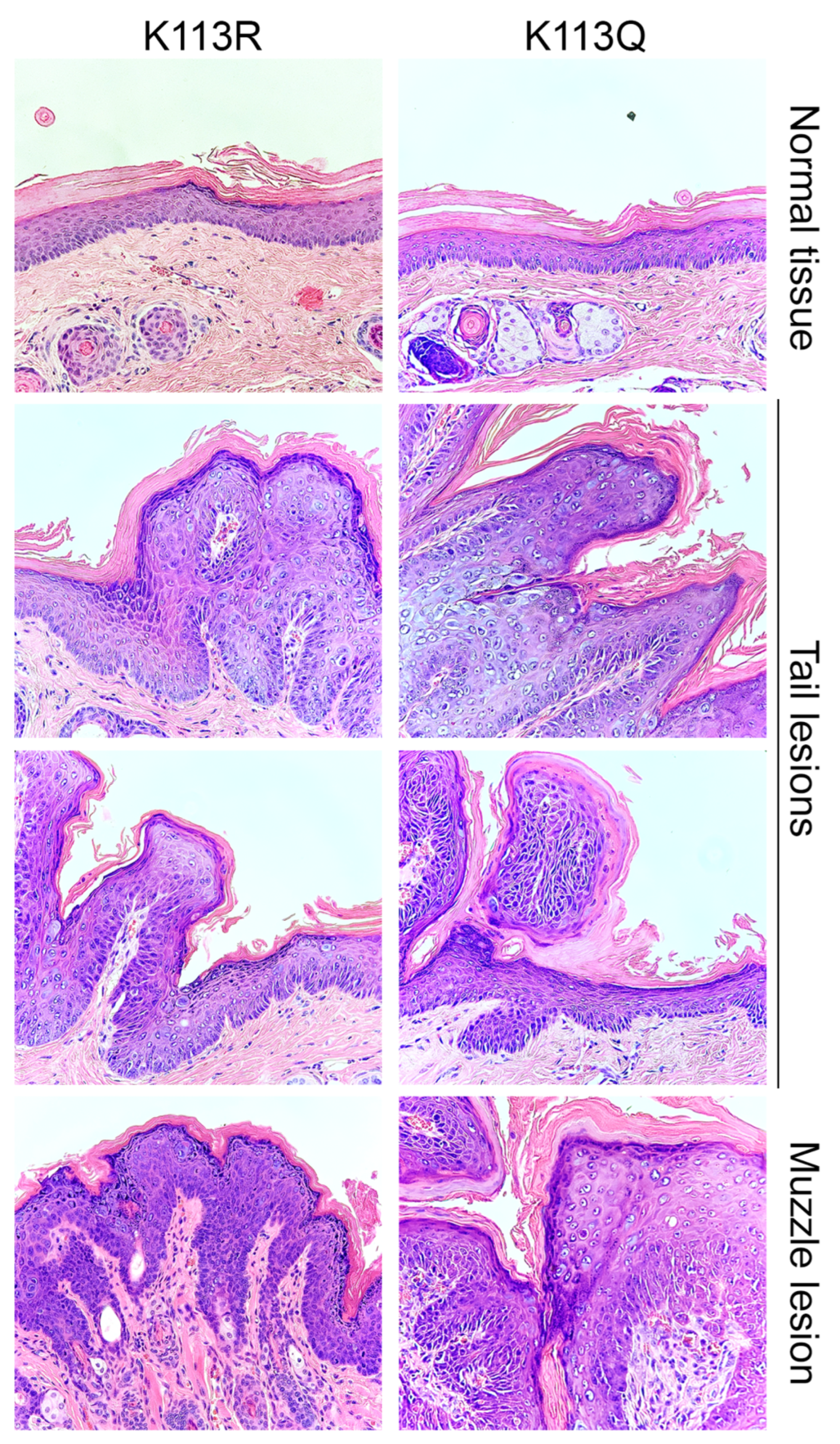 Pathogens 14 00084 g008