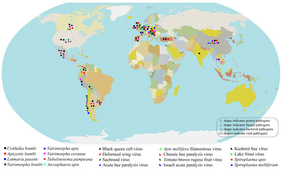 The Role of Pathogens in Bumblebee Decline: A Review