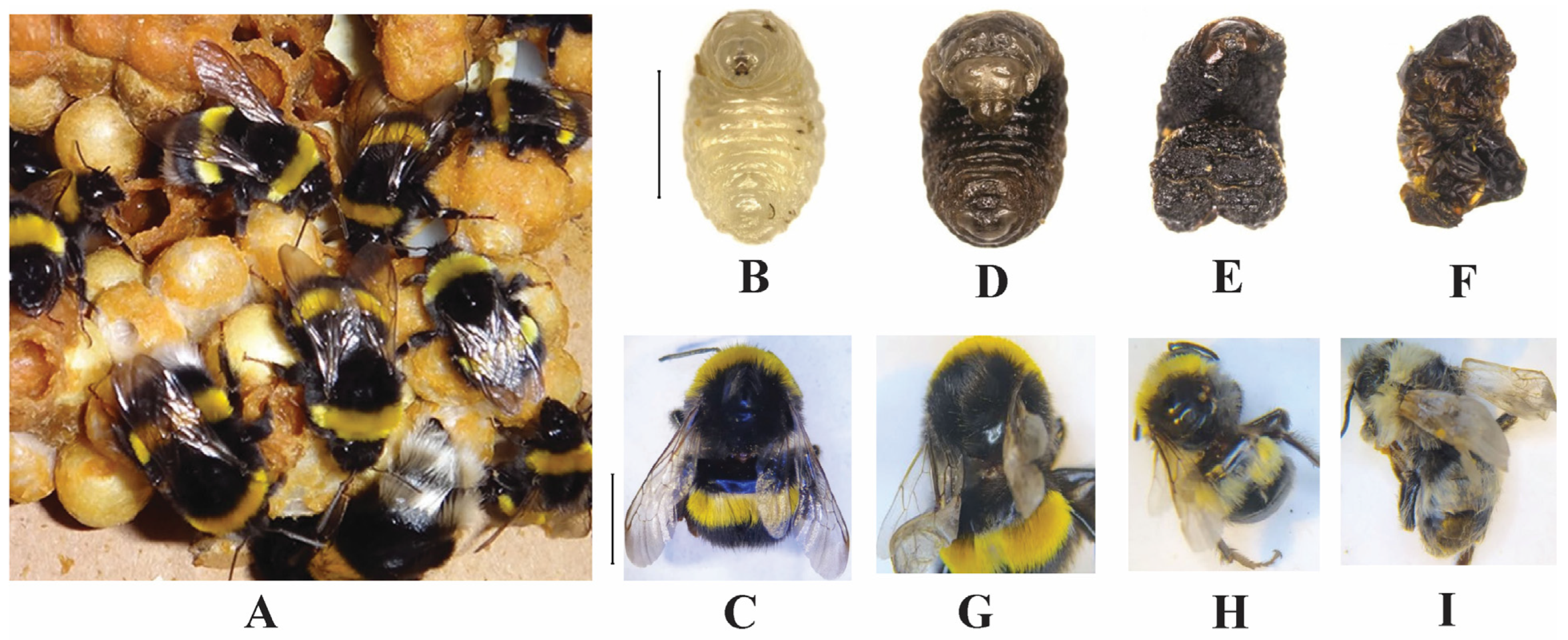 Pathogens 14 00094 g004 Pathogens 14 00094 g004