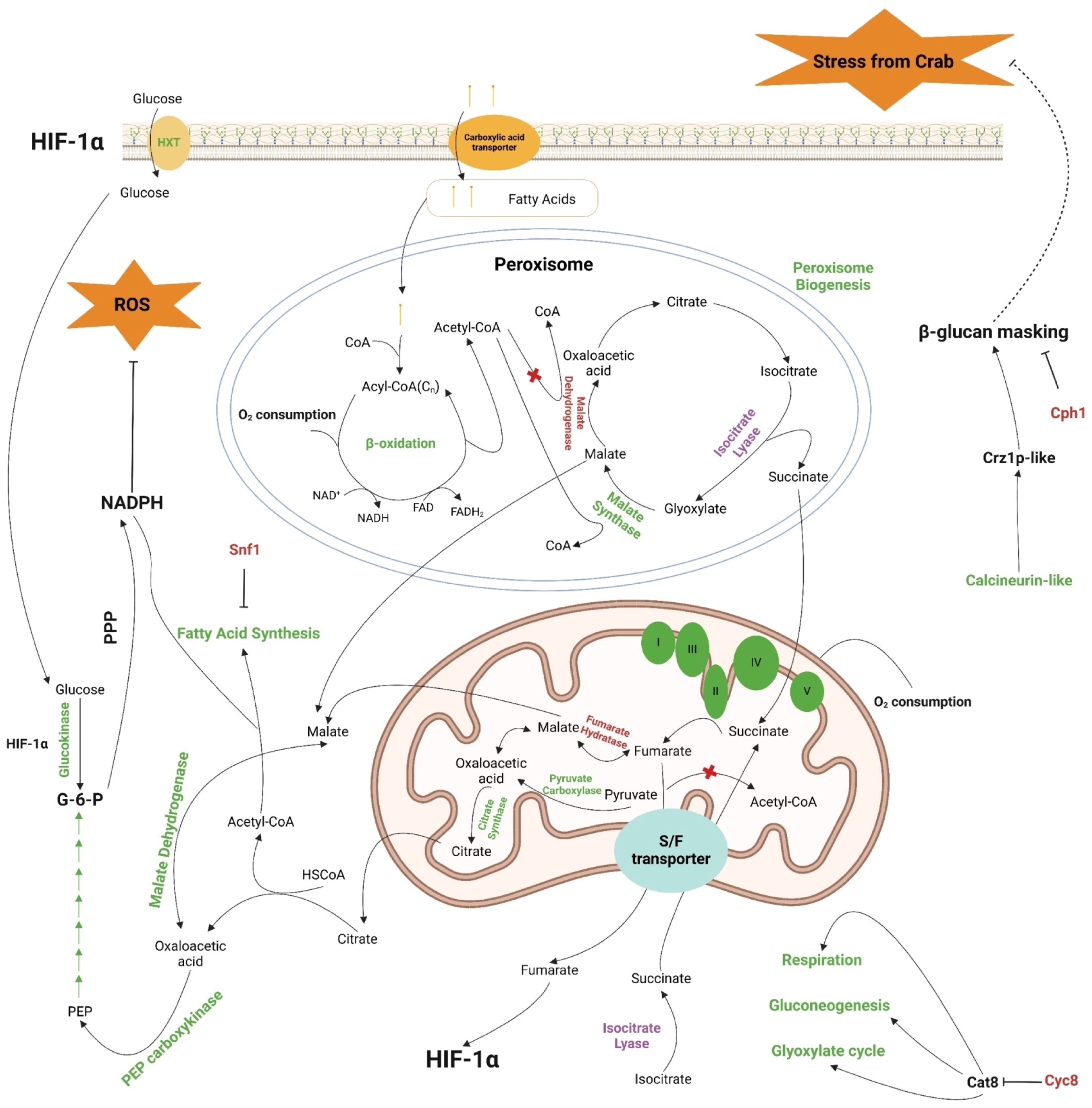 Pathogens 14 00095 g004