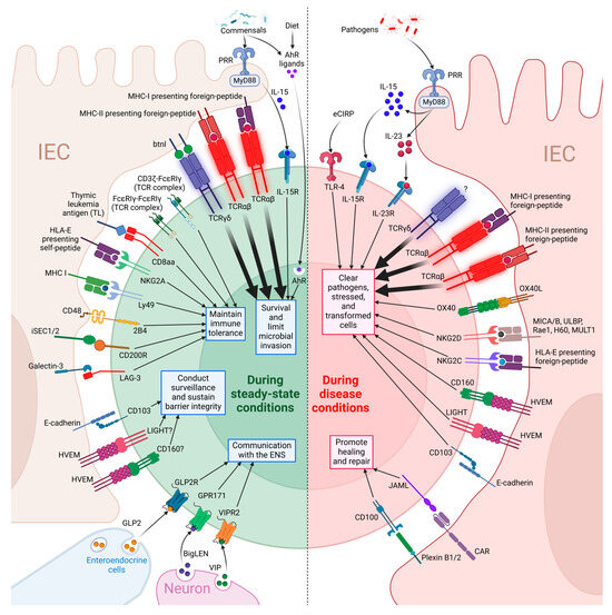 Ligands for Intestinal Intraepithelial T Lymphocytes in