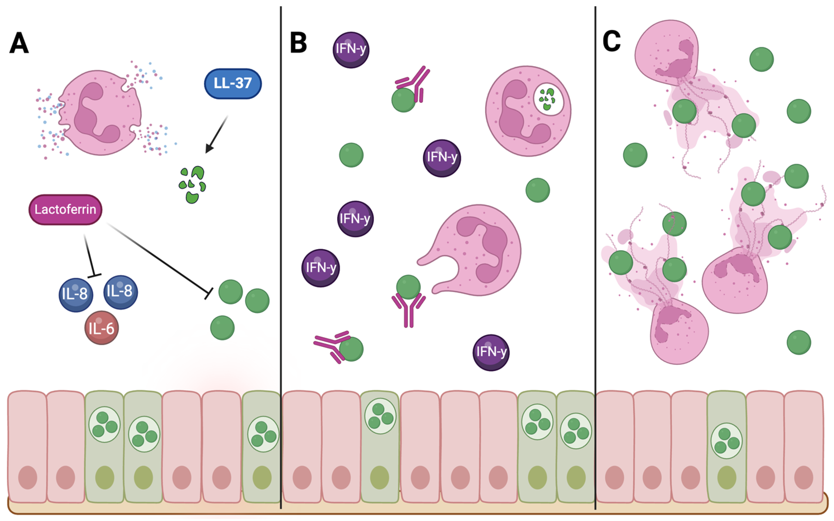 Pathogens 14 00112 g002 Pathogens 14 00112 g002