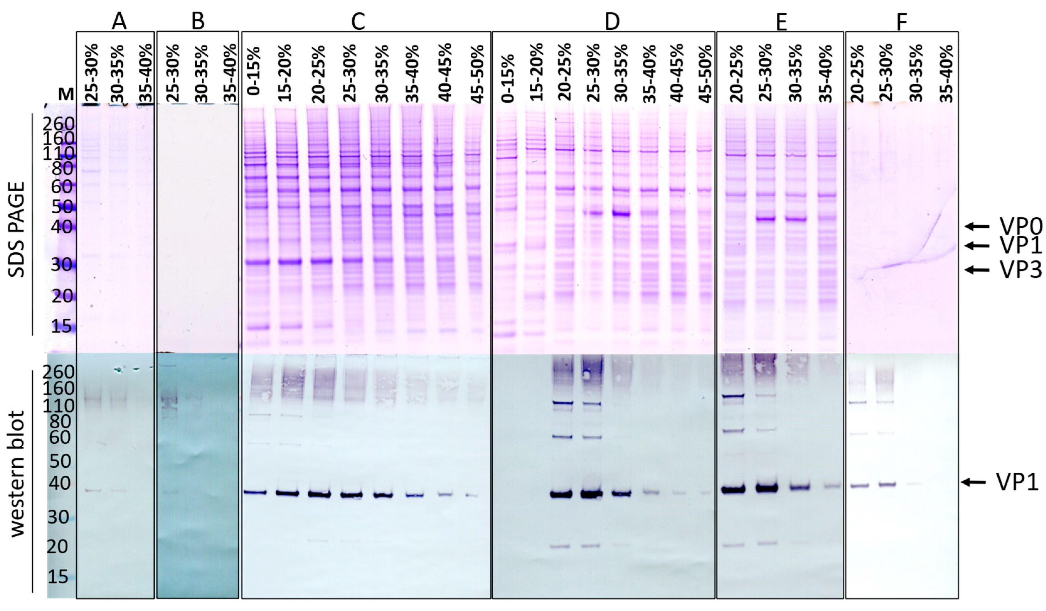 Pathogens 14 00118 g006 Pathogens 14 00118 g006