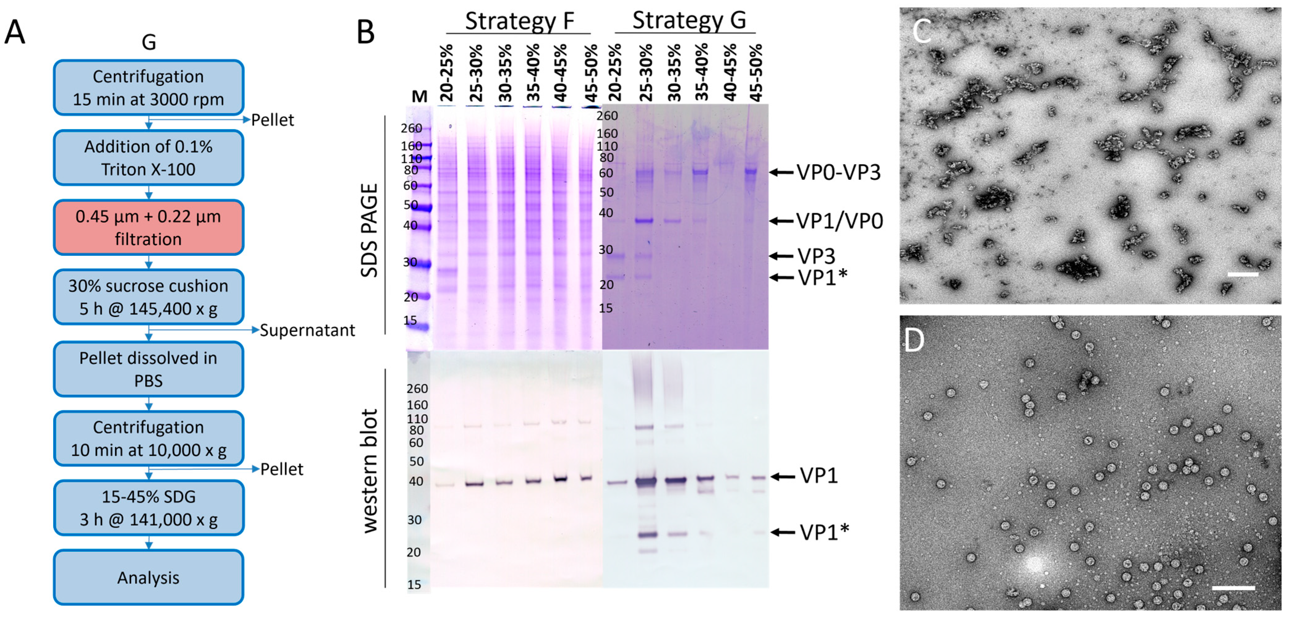Pathogens 14 00118 g008 Pathogens 14 00118 g008