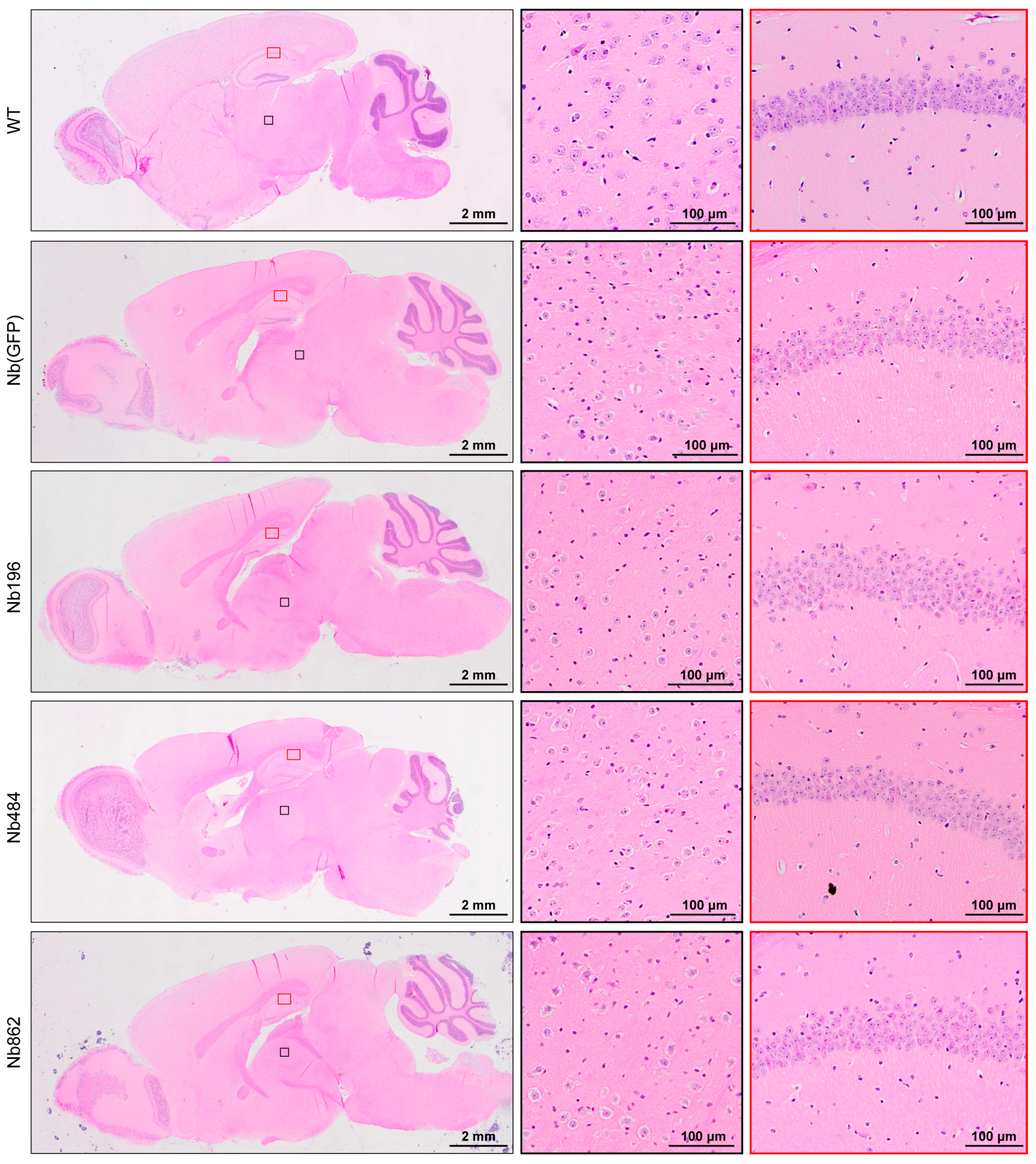 Pathogens 14 00131 g002 Pathogens 14 00131 g002