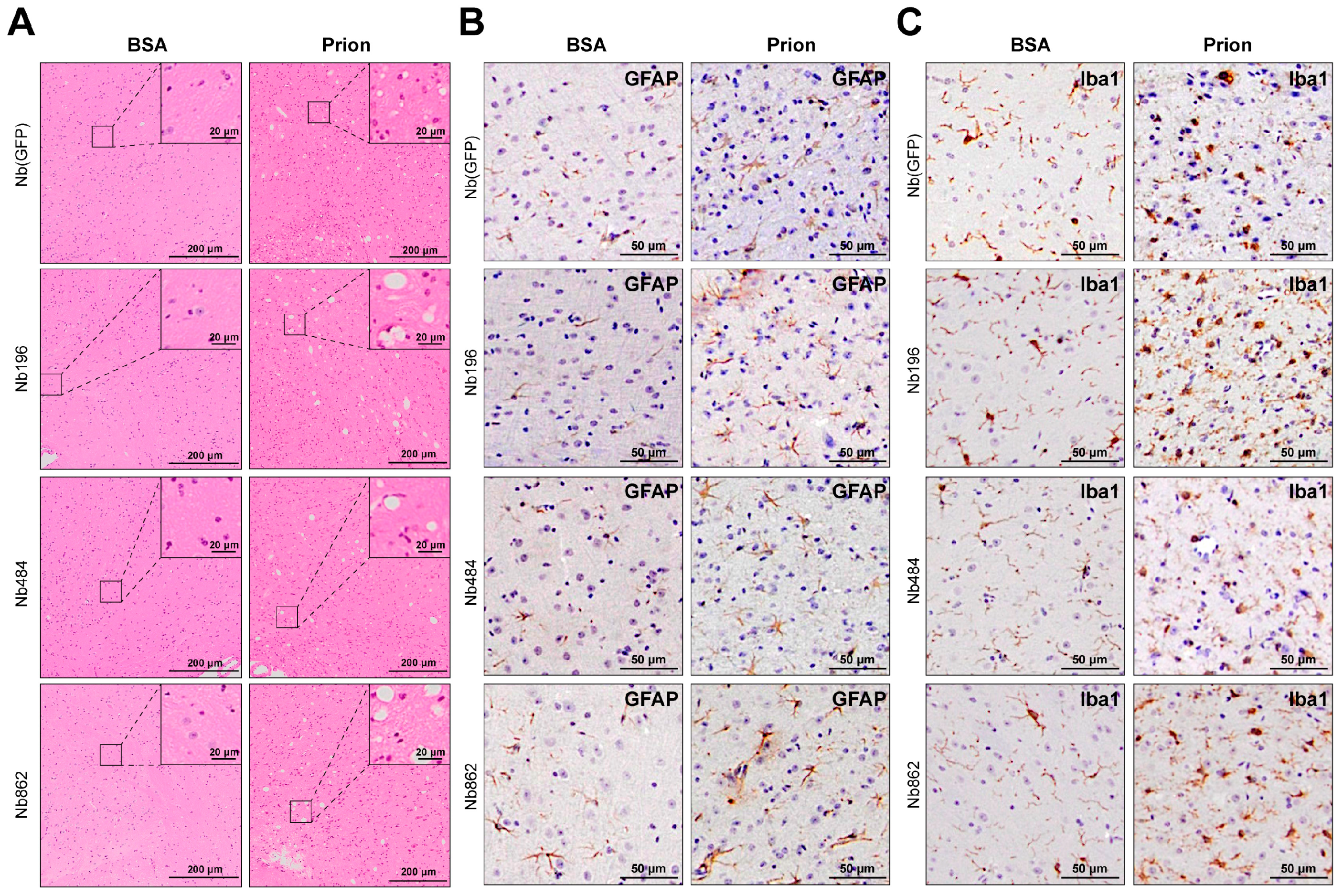 Pathogens 14 00131 g005 Pathogens 14 00131 g005