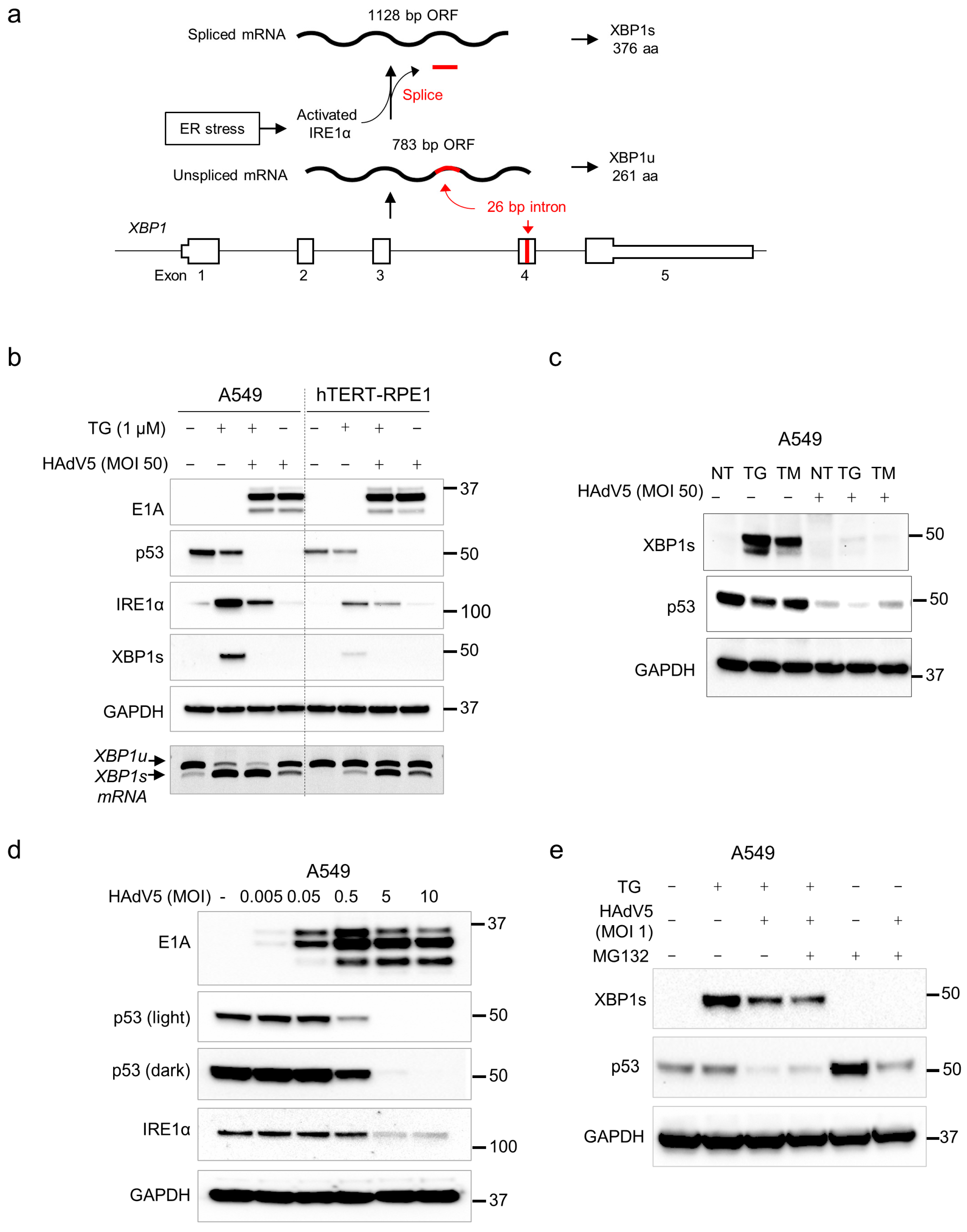 Pathogens 14 00132 g001