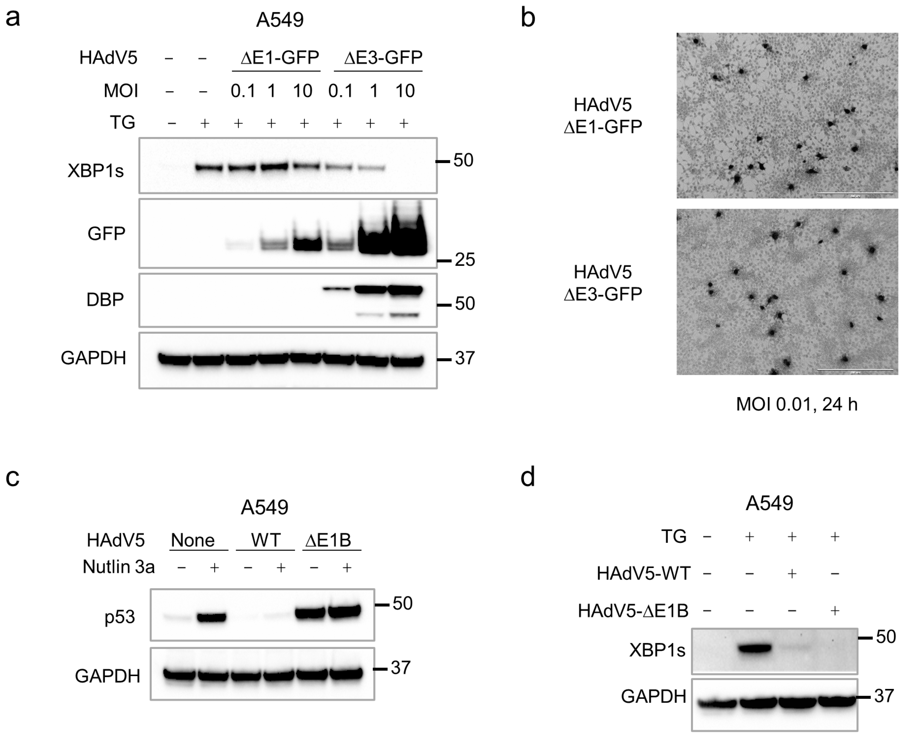 Pathogens 14 00132 g002