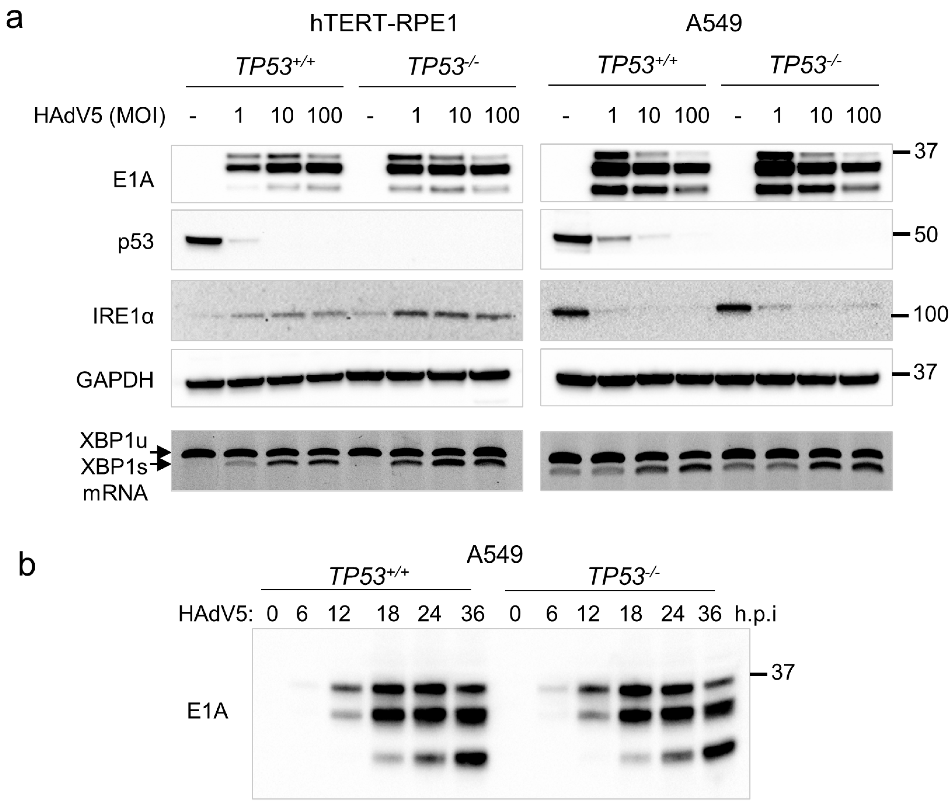 Pathogens 14 00132 g004
