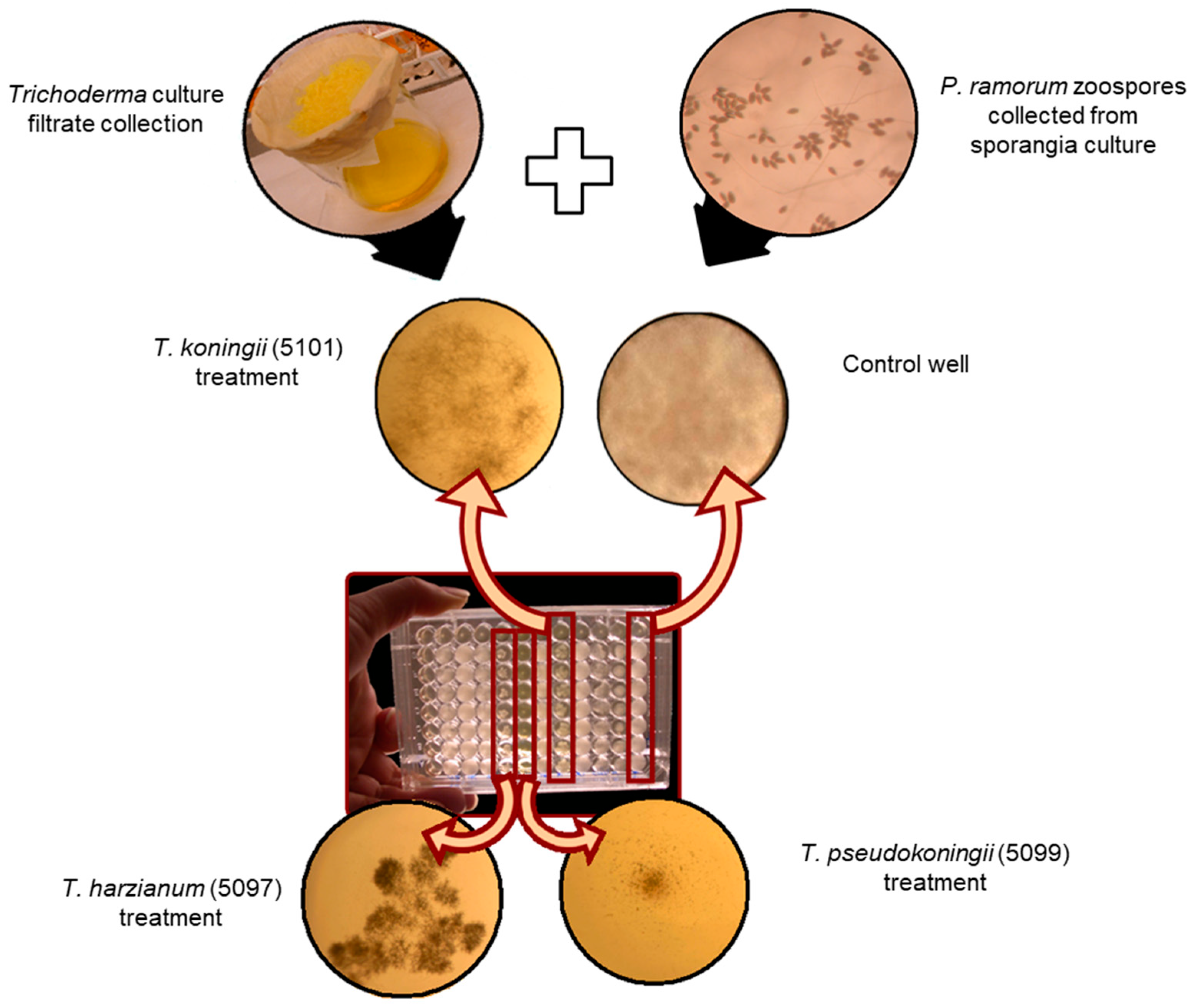 Pathogens 14 00136 g002