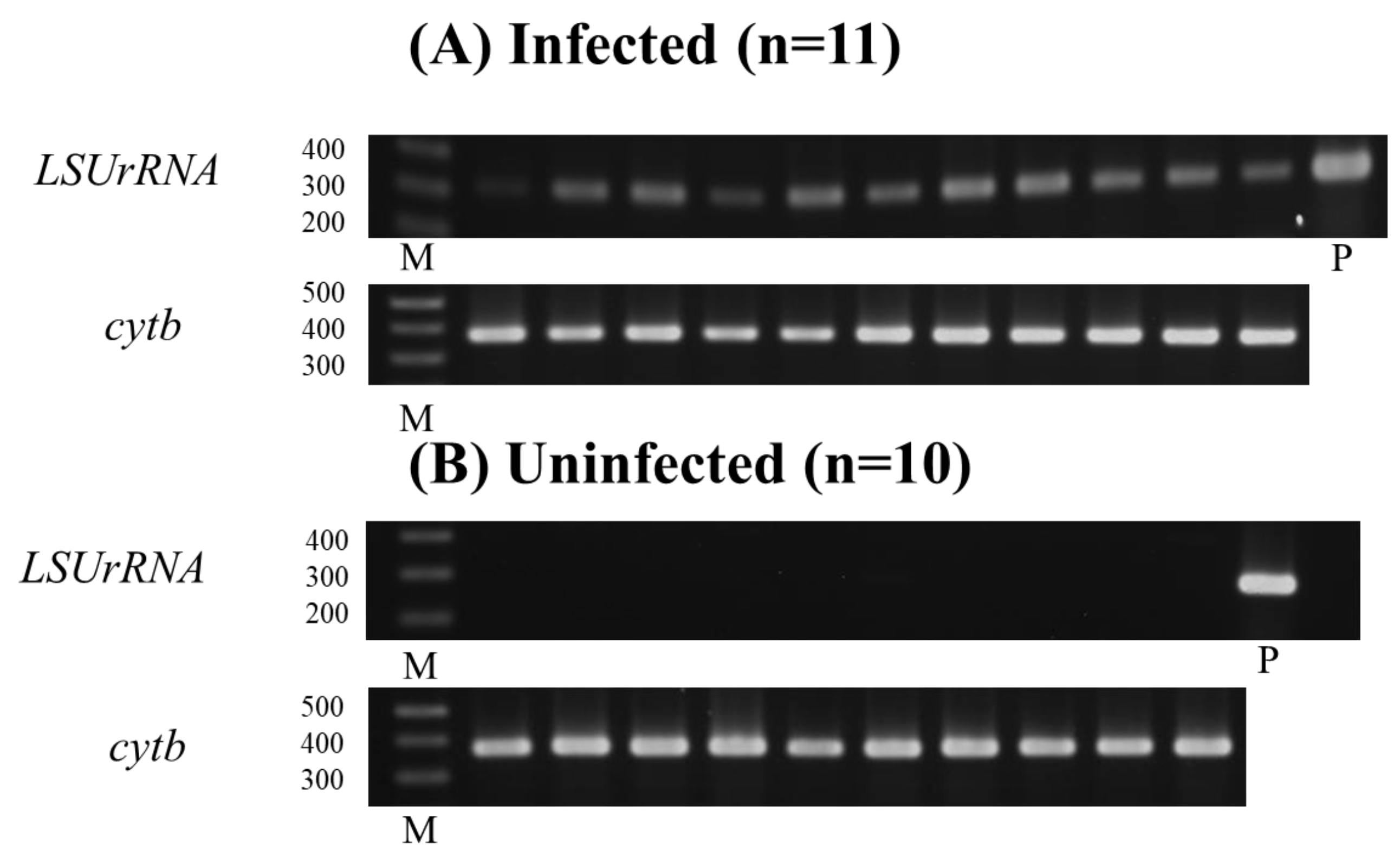 Pathogens 14 00144 g003