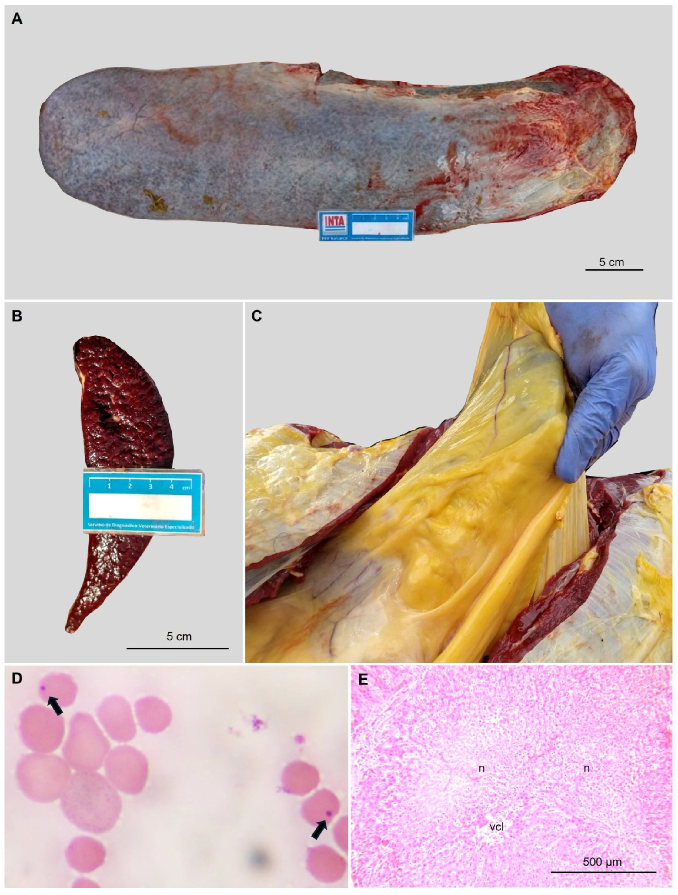 Pathogens 14 00160 g002 Pathogens 14 00160 g002