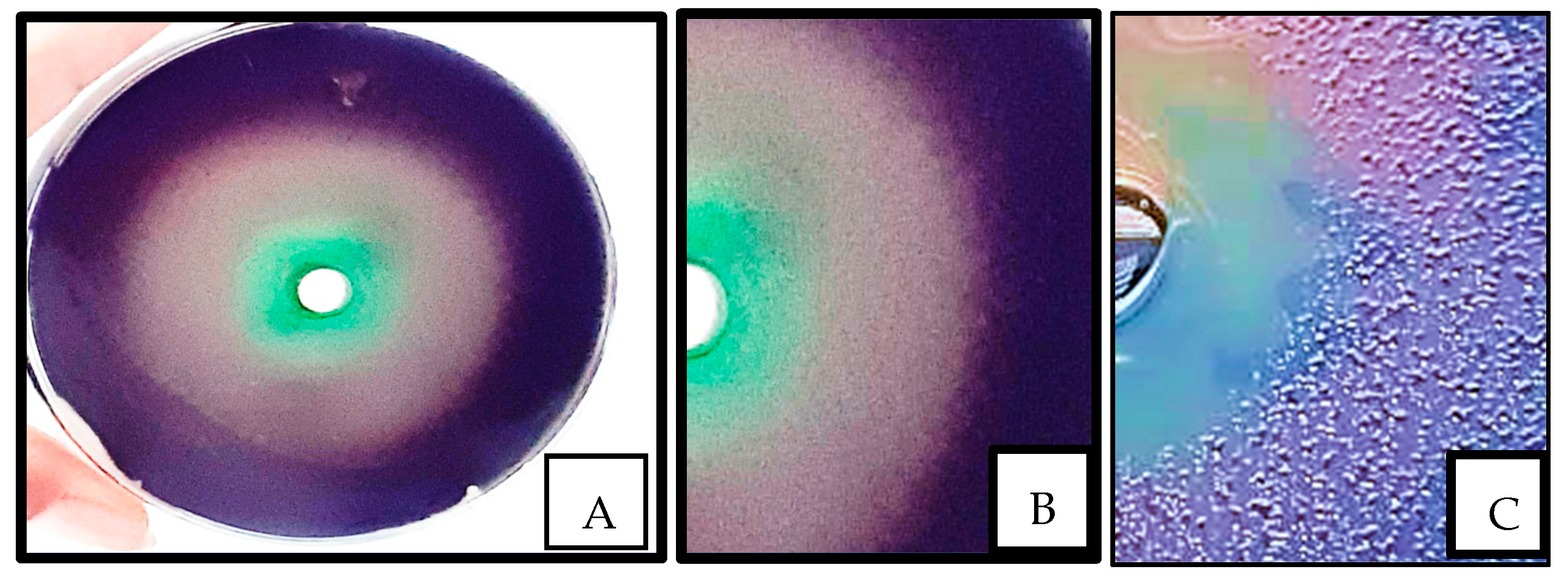 Pathogens 14 00163 g003