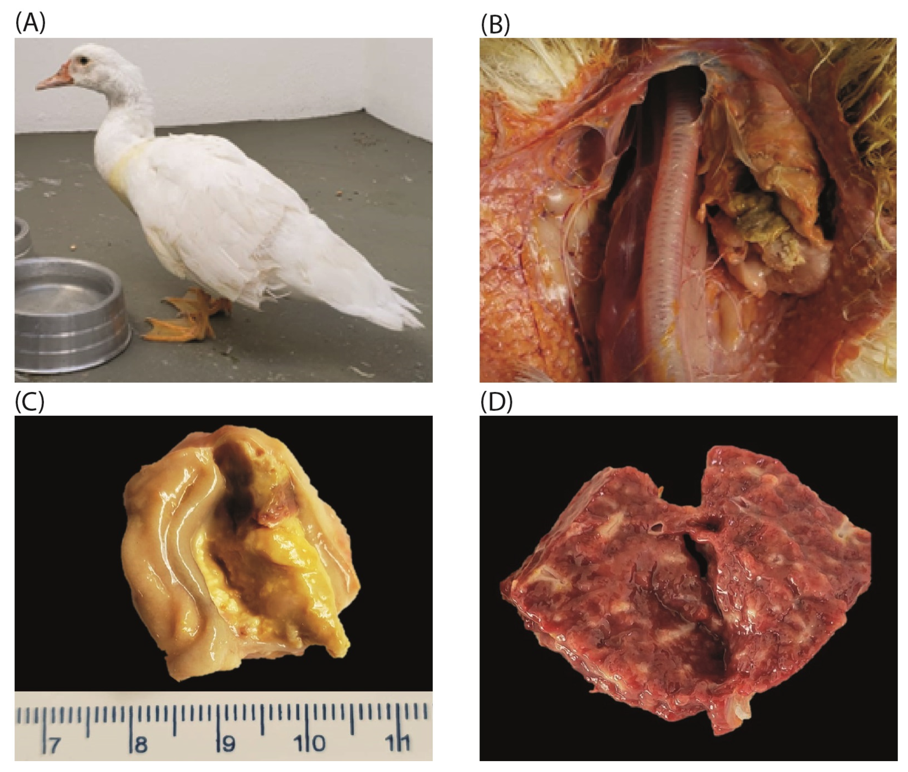 Pathogens 14 00189 g001 Pathogens 14 00189 g001