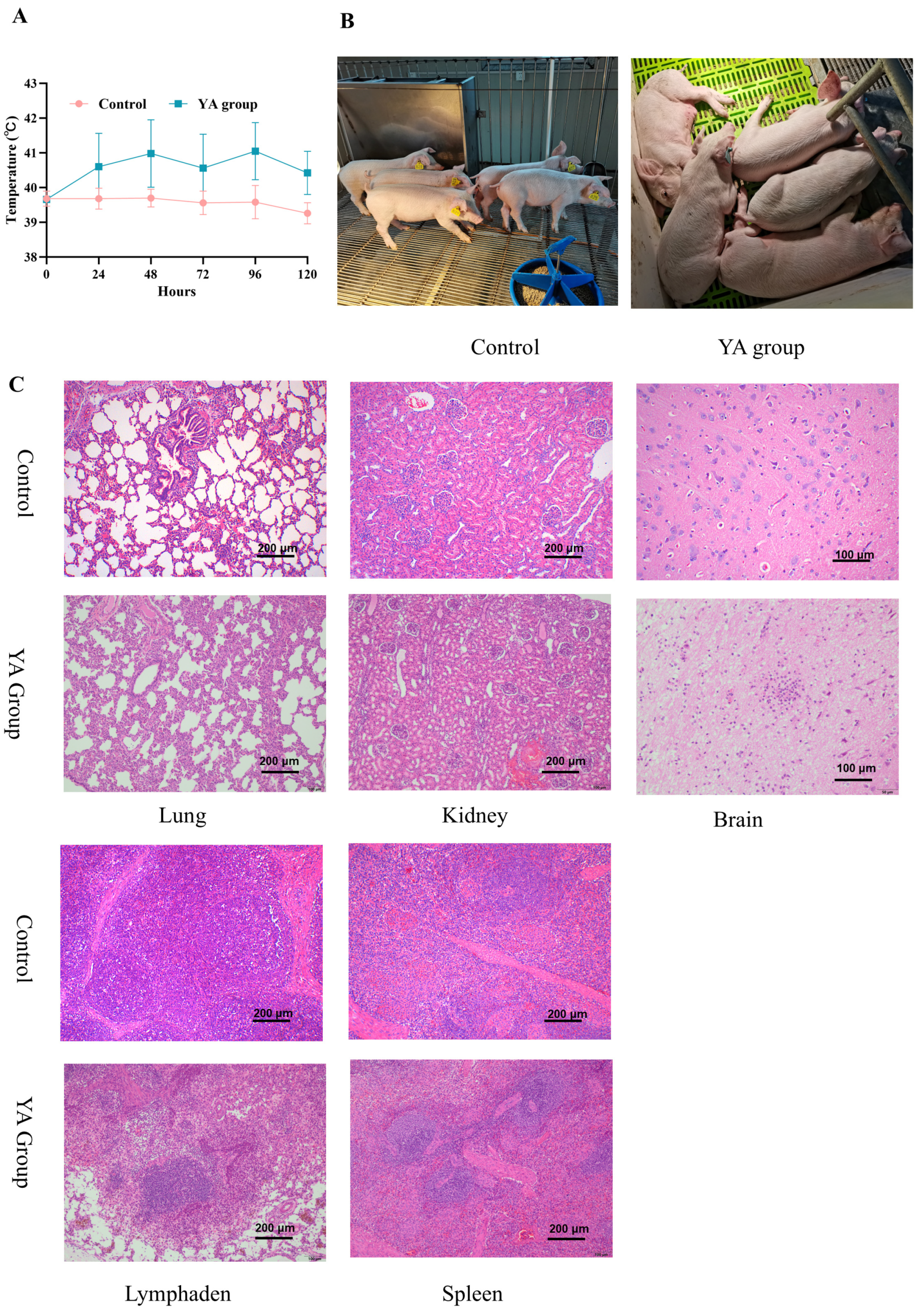 Pathogens 14 00192 g004