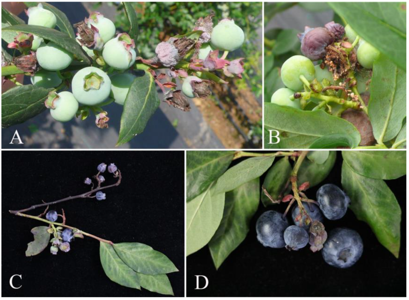 Pathogens 14 00201 g001