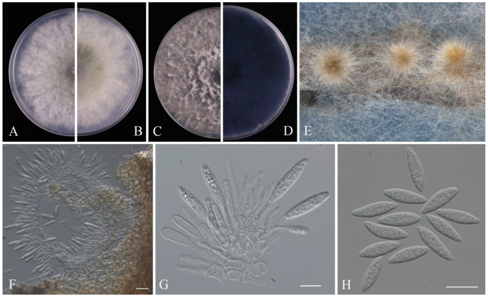 Pathogens 14 00201 g003