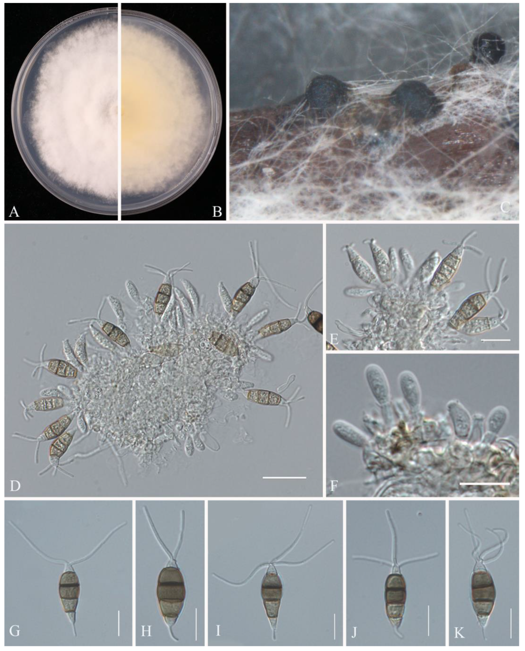Pathogens 14 00201 g015
