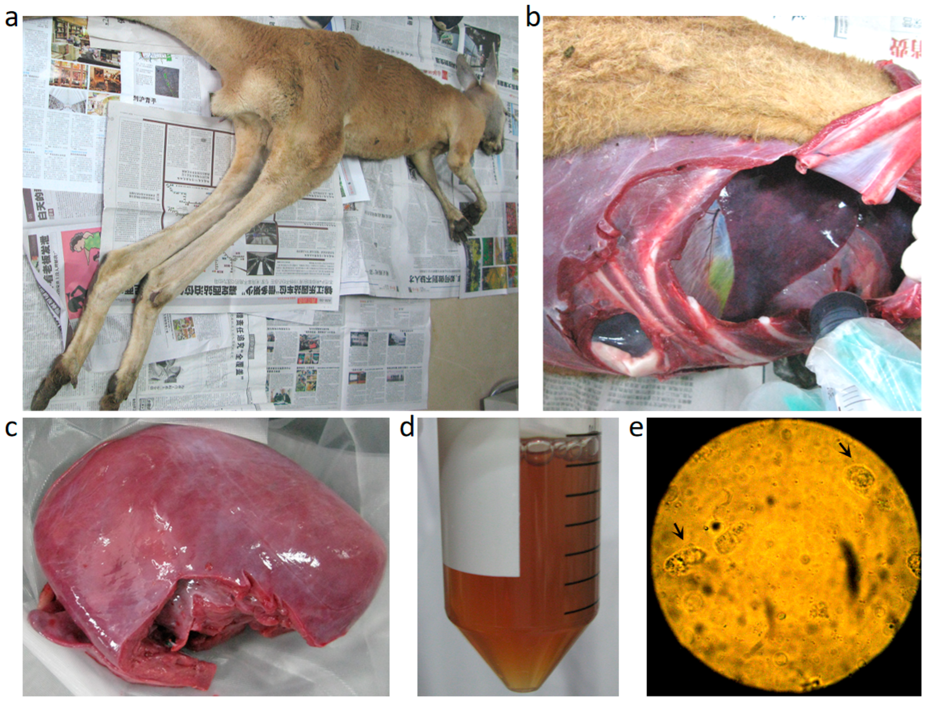 Pathogens 14 00202 g001