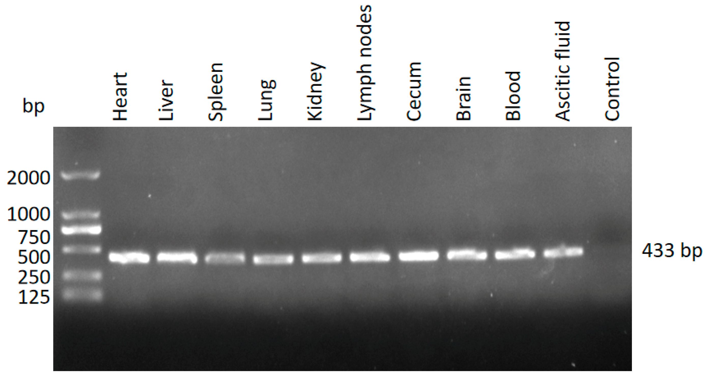 Pathogens 14 00202 g002