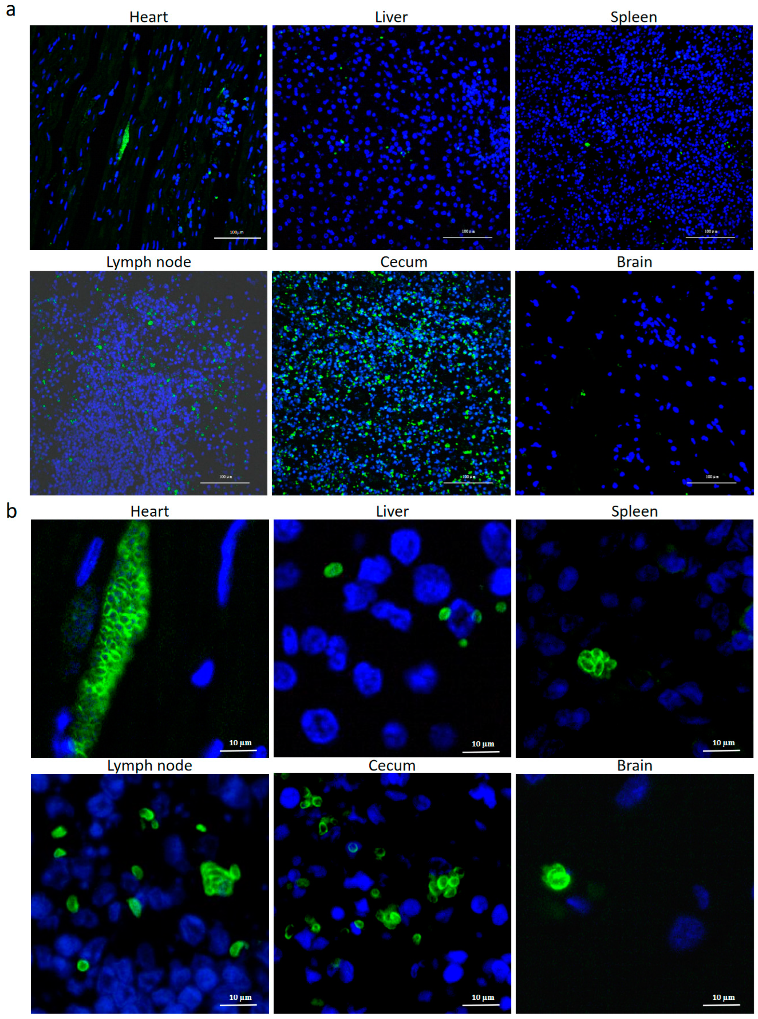 Pathogens 14 00202 g003