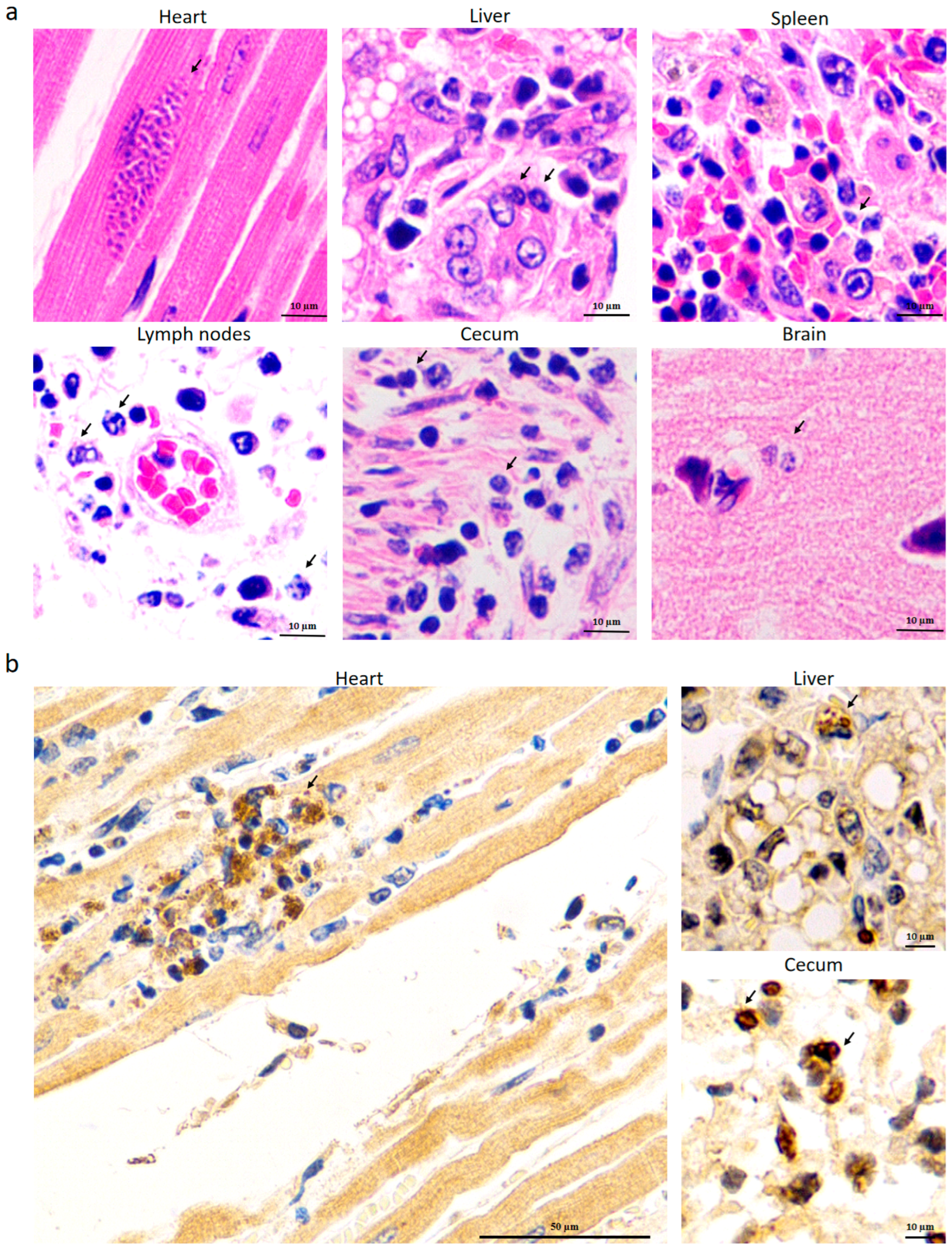Pathogens 14 00202 g004