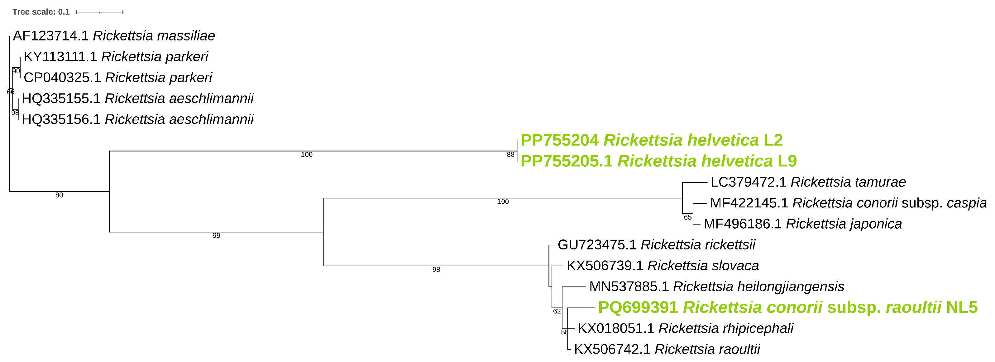 Pathogens 14 00204 g001
