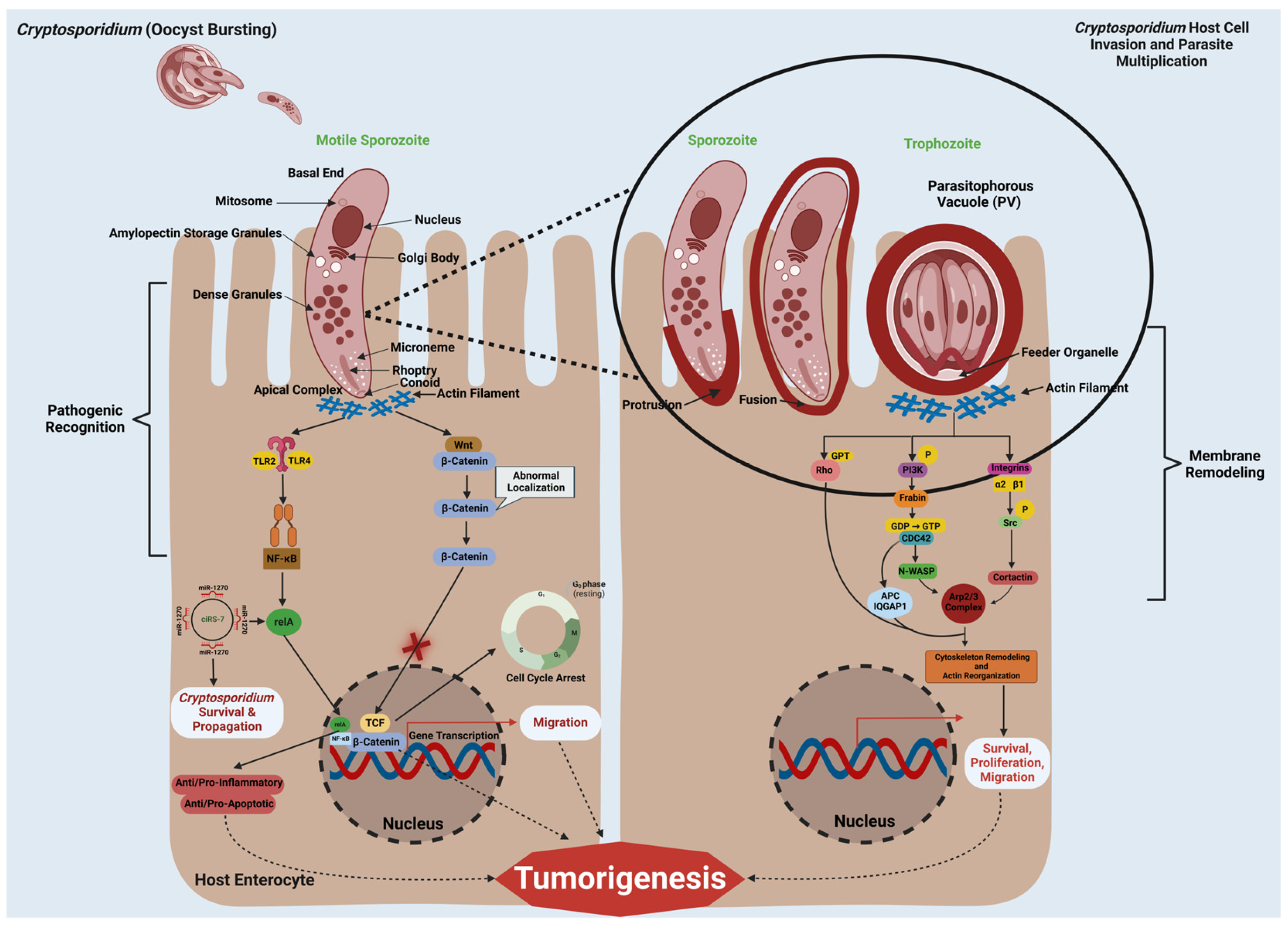 Pathogens 14 00208 g002